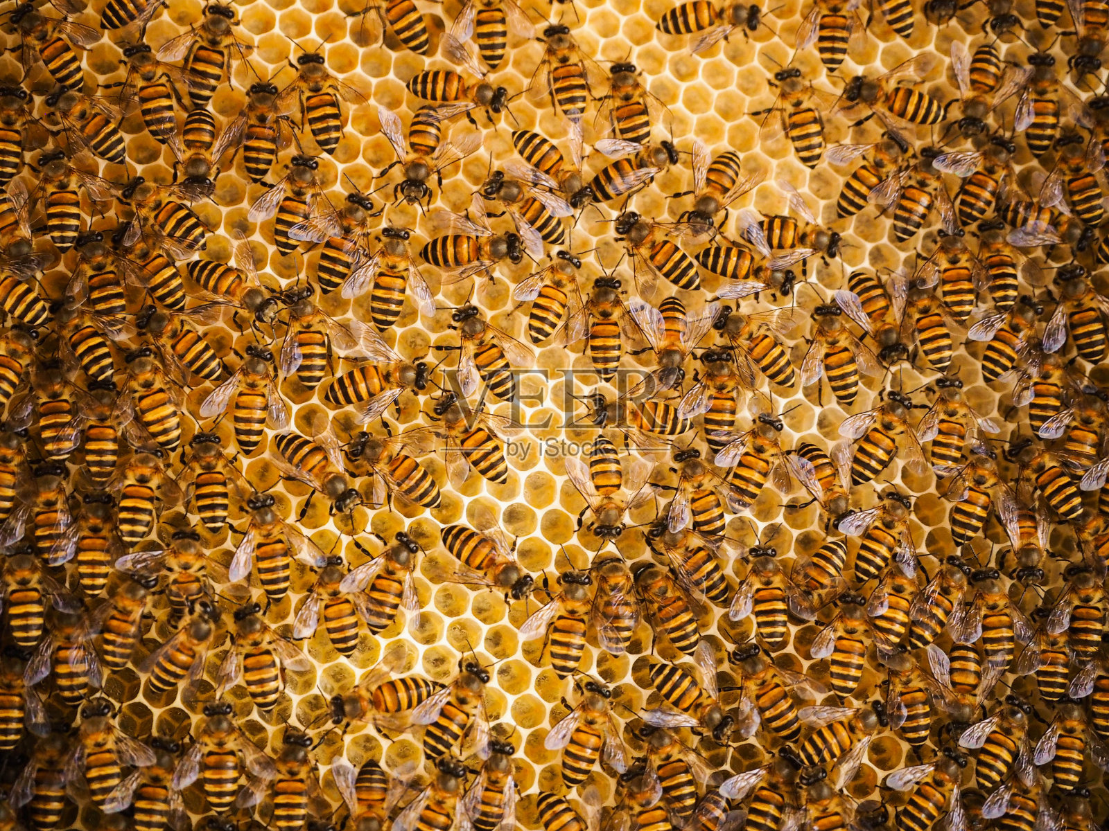 一群在蜂箱里采蜜的蜜蜂照片摄影图片