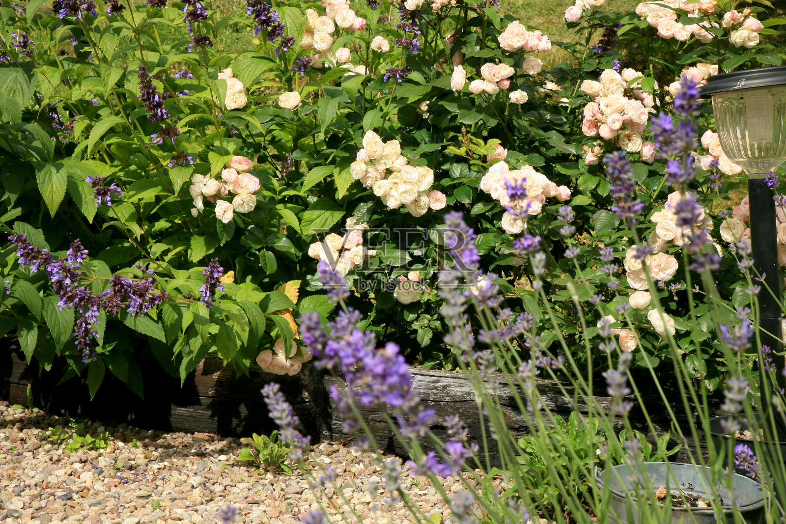 后院花园里的一个角落，玫瑰和古巴猫薄荷。照片摄影图片