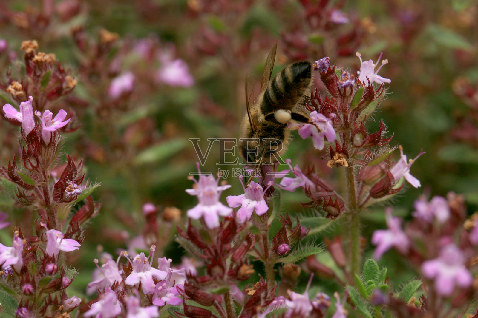 一只蜜蜂在粉红色的百里香花上采集花蜜。照片摄影图片