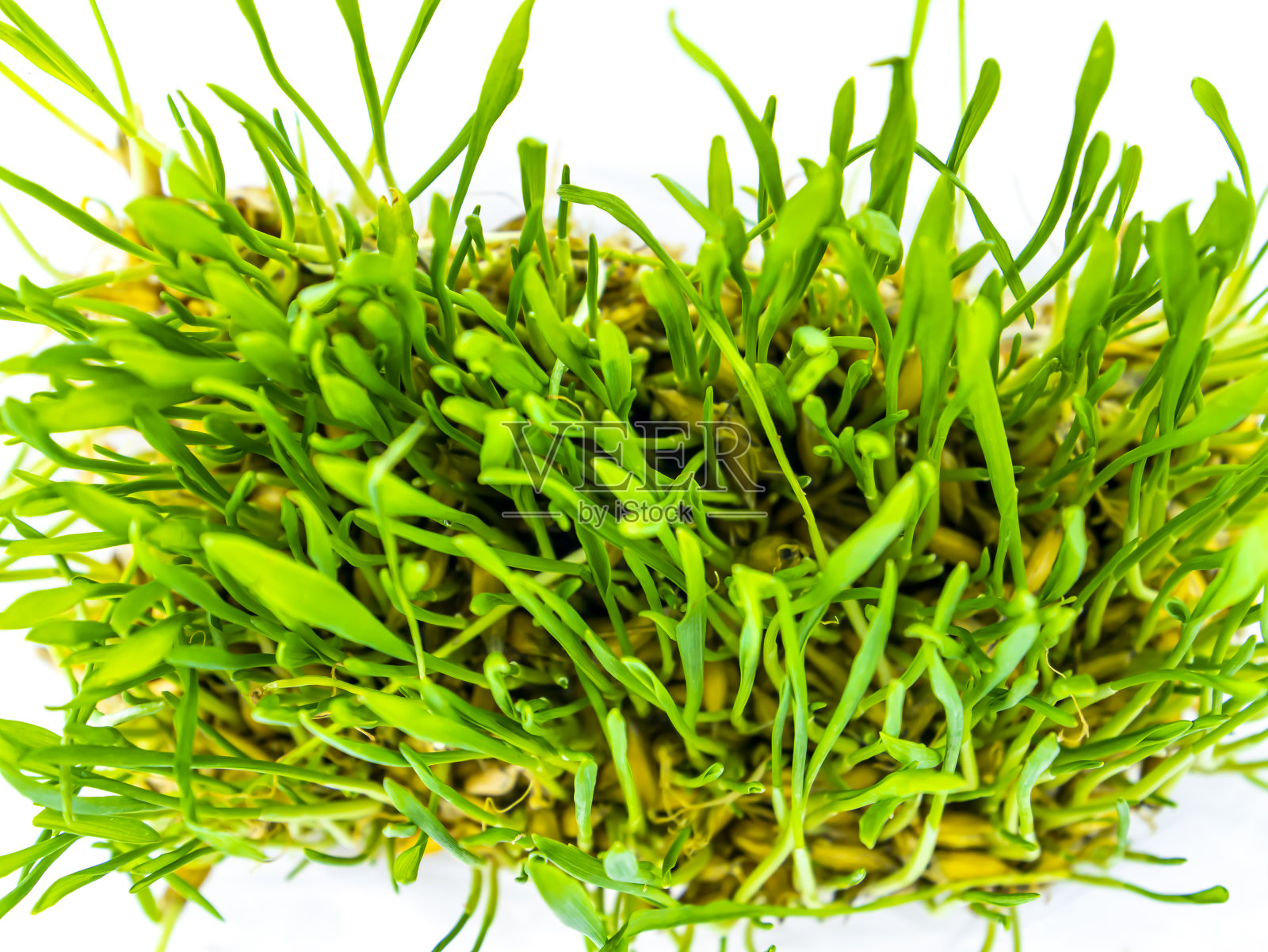 白色背景上的冬季作物的春芽。照片摄影图片