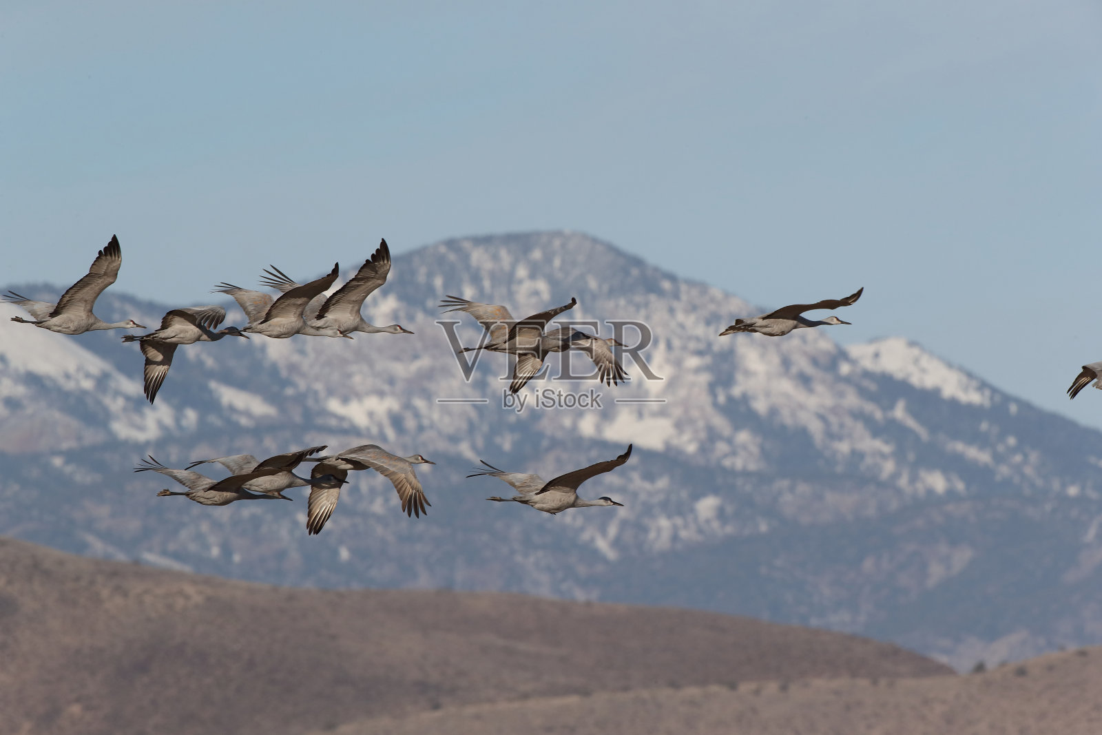 美国新墨西哥州沙丘鹤博斯克阿帕奇野生动物保护区照片摄影图片