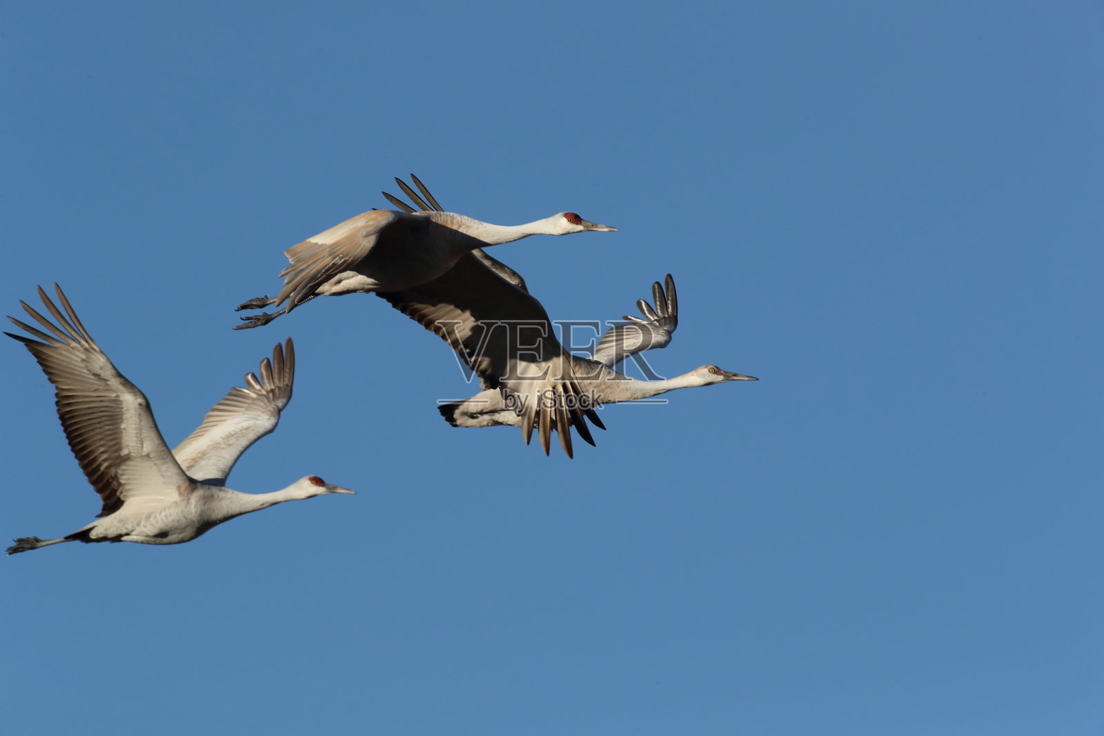 美国新墨西哥州沙丘鹤博斯克阿帕奇野生动物保护区照片摄影图片
