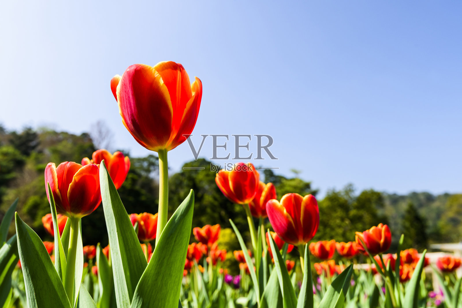 美丽的郁金香花与蓝天的背景照片摄影图片