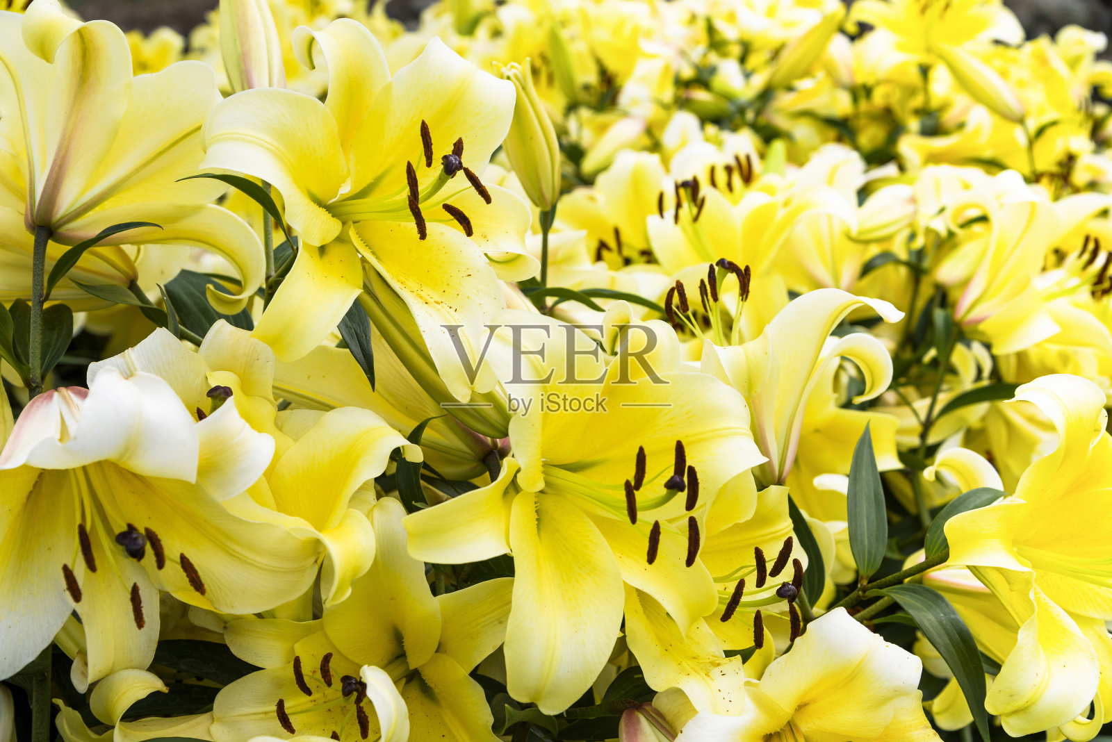 粉红色的百合花在花园里。照片摄影图片