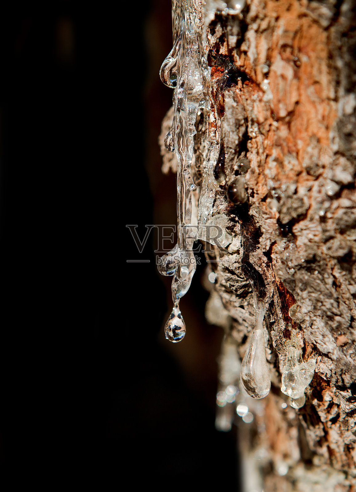 希腊希奥斯岛的一棵绿色乳香树照片摄影图片