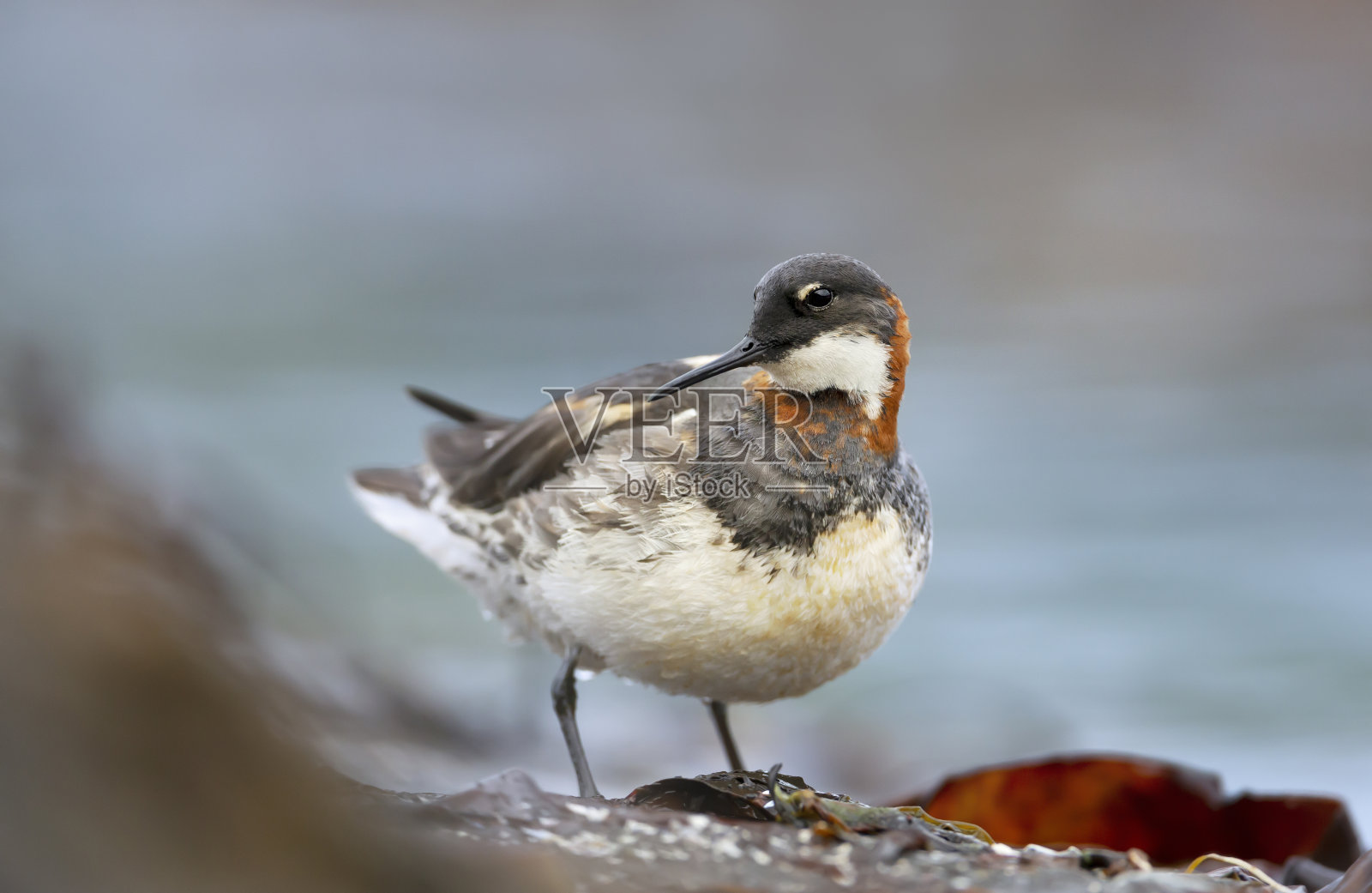 红颈蝴蝶兰站在岩石上照片摄影图片