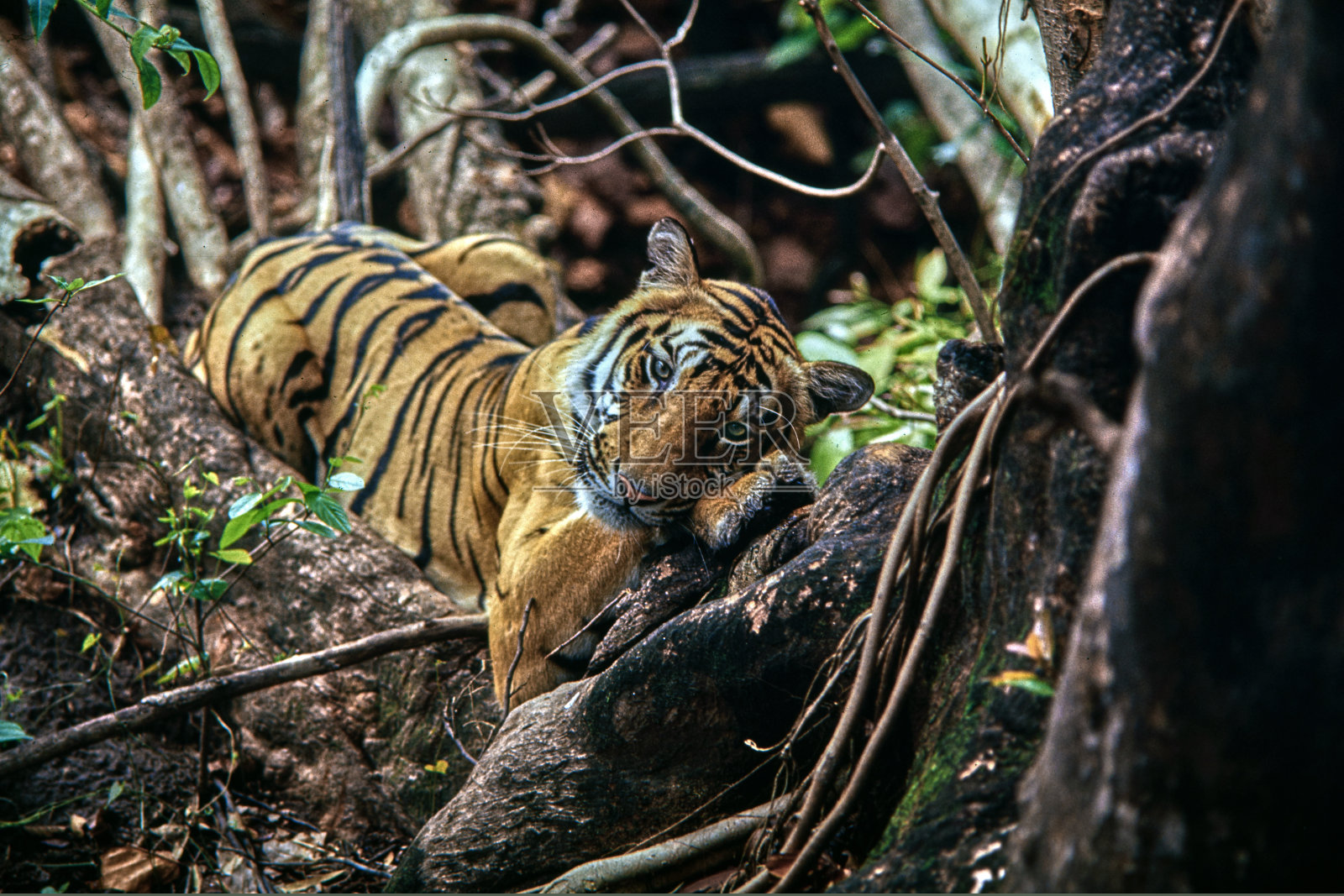 中央邦的乌马里亚虎保护区照片摄影图片