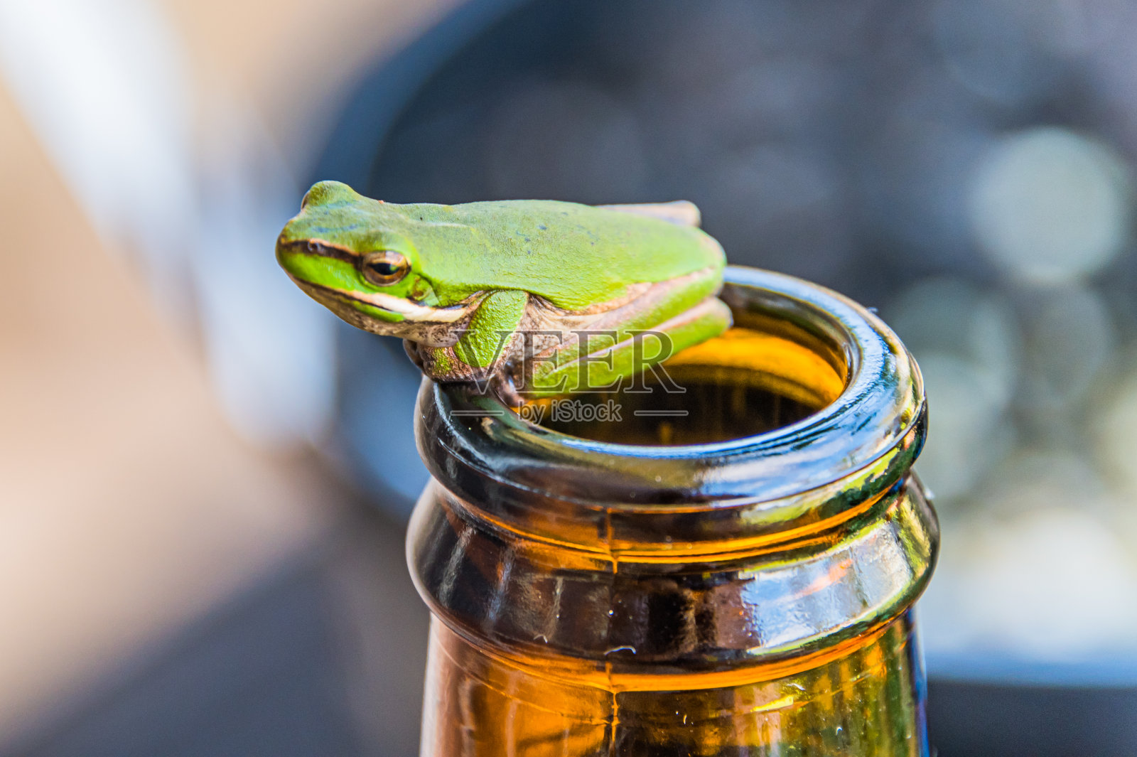 东方矮树蛙在瓶子上照片摄影图片