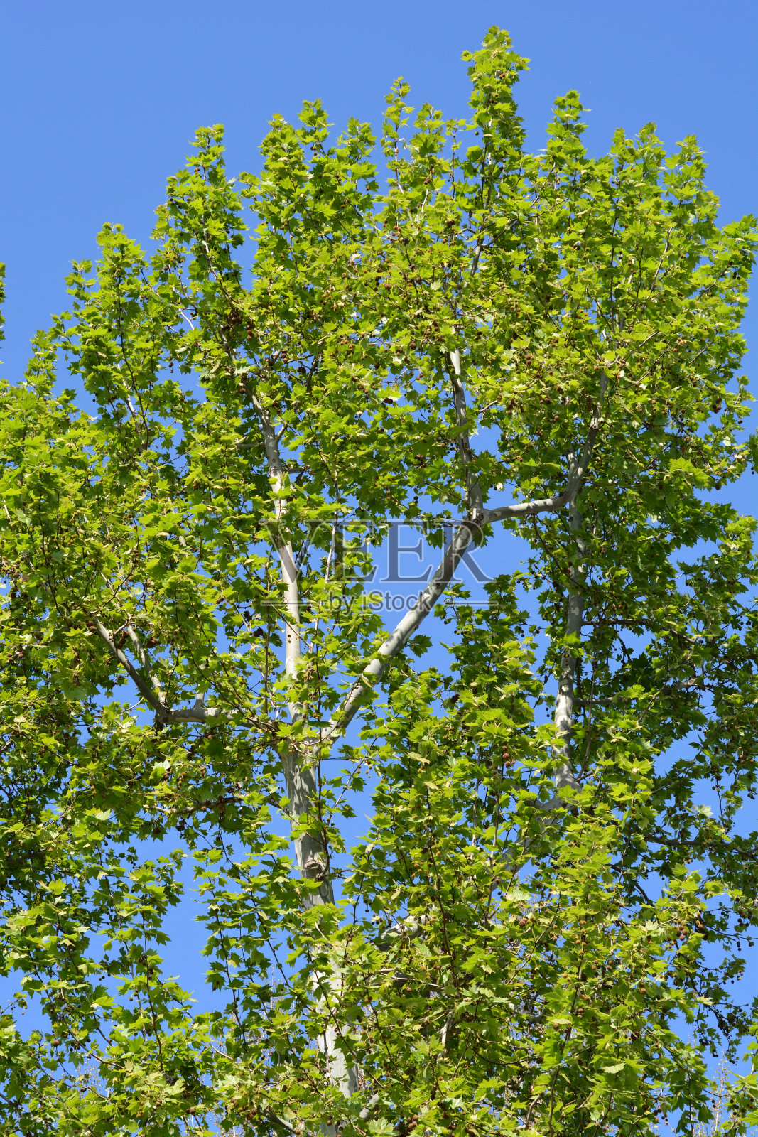 伦敦的飞机照片摄影图片