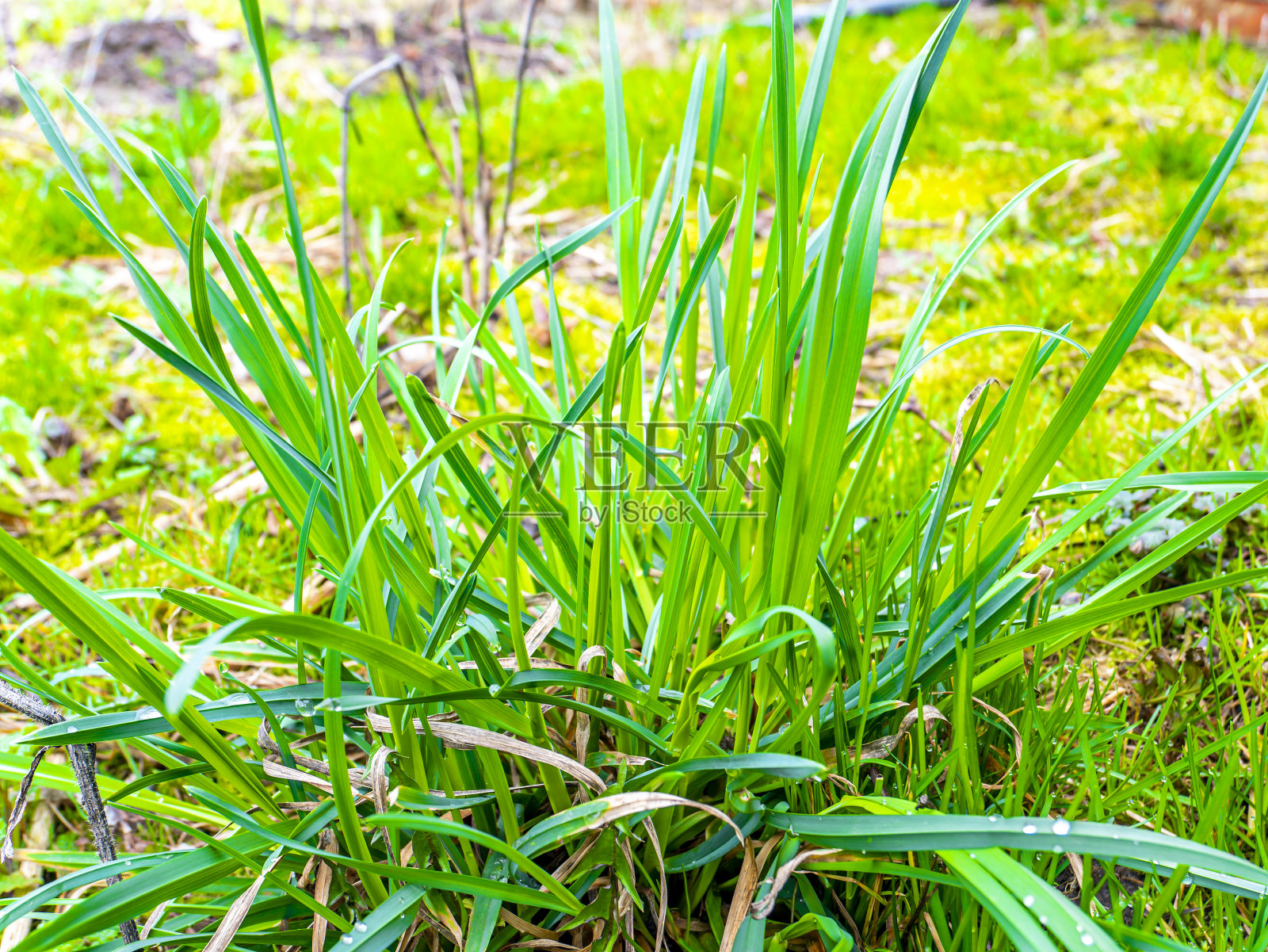 春天的绿芽在阳光下的田间植物。照片摄影图片