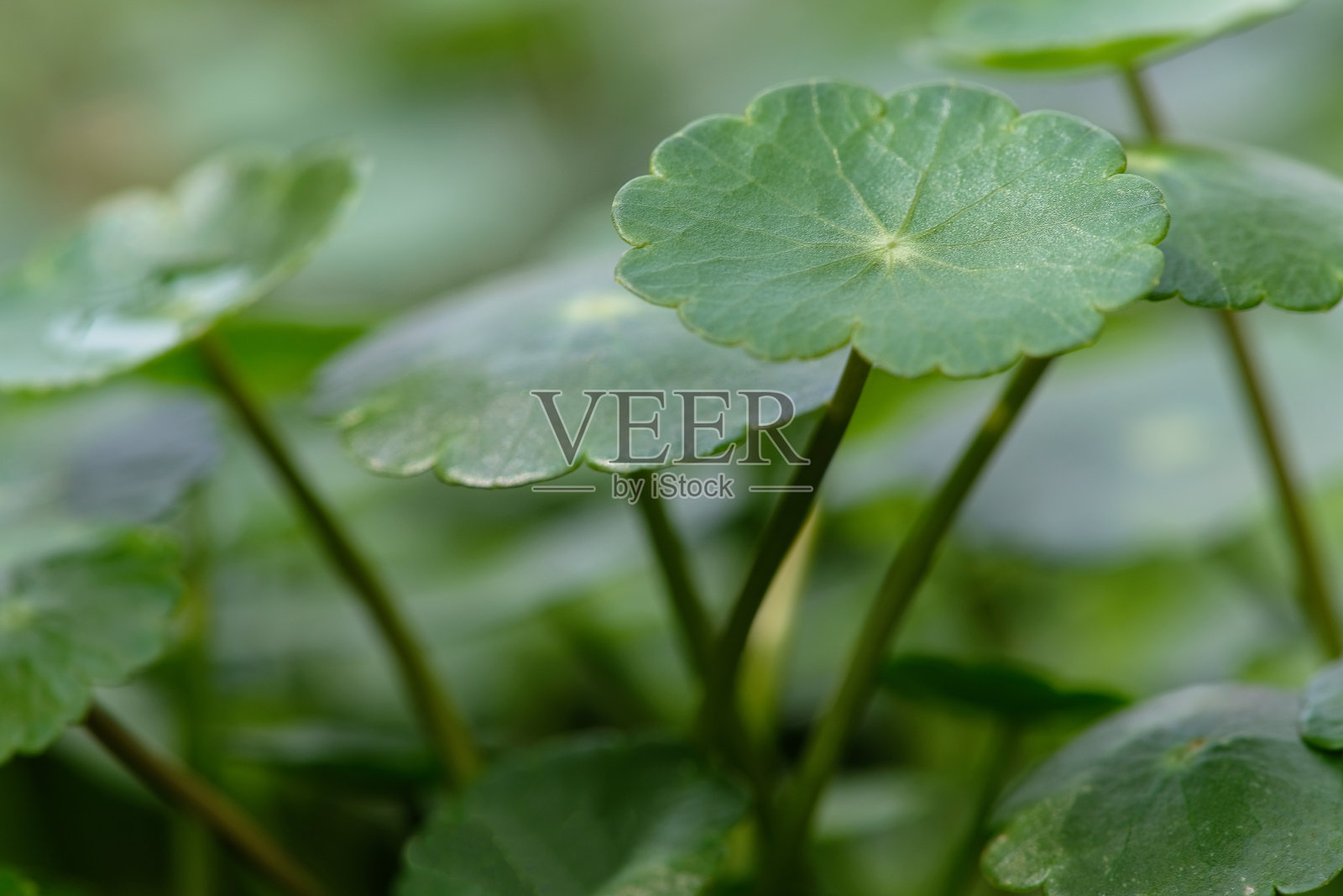 自然背景的积雪草照片摄影图片