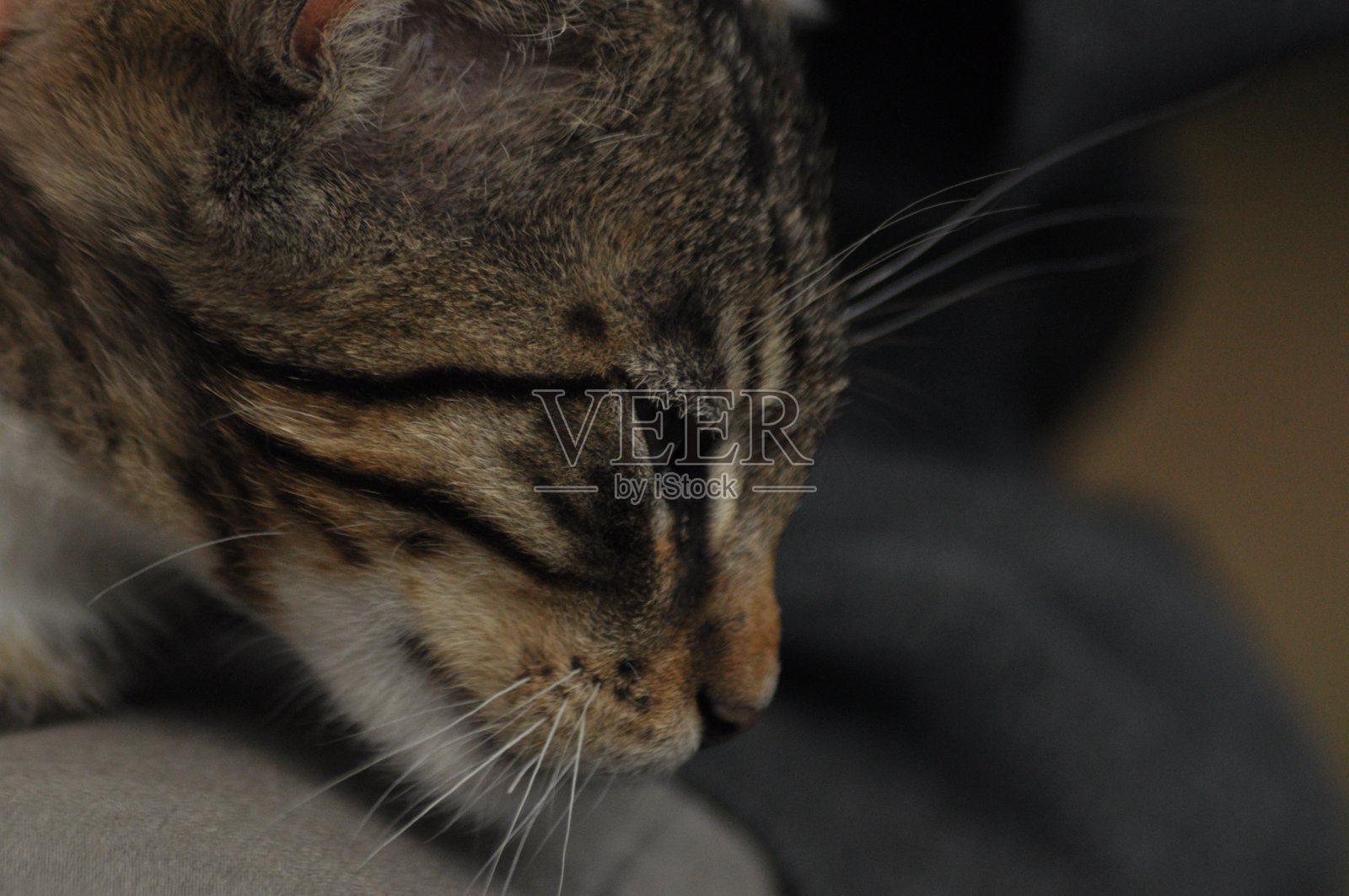 小猫坐在女孩的腿上。抚摸和拥抱吉祥物，宠物。照片摄影图片