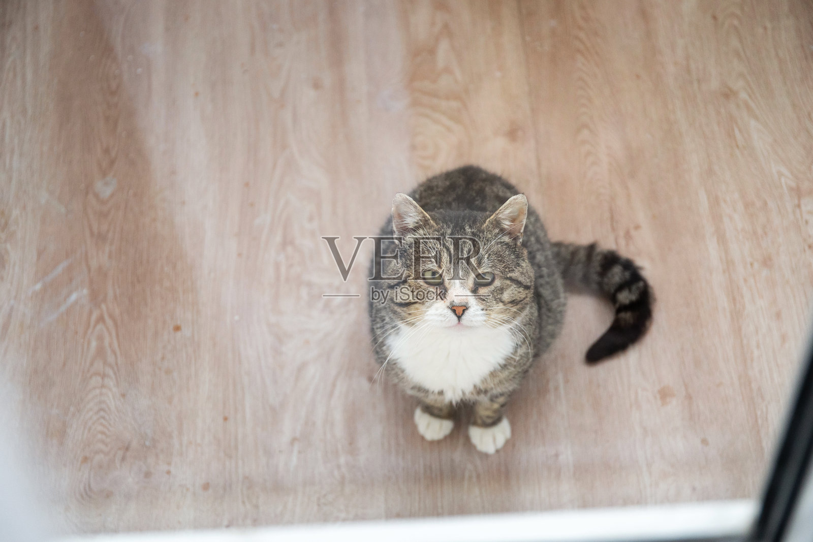 猫坐在地板上看着摄像机照片摄影图片