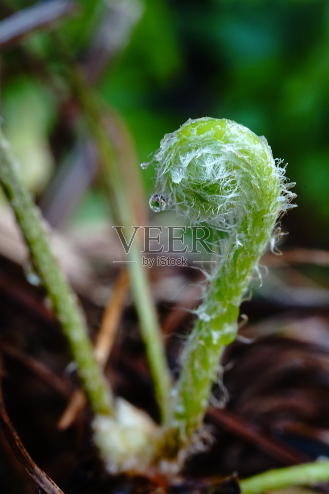 森林蕨类叶照片摄影图片