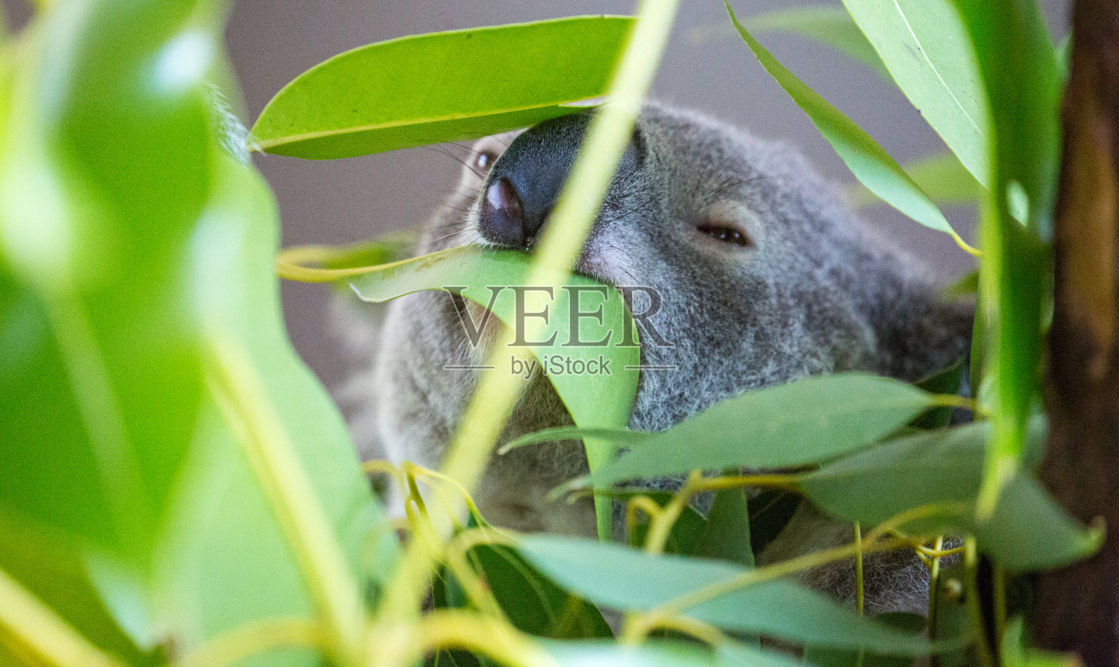 澳大利亚:考拉熊照片摄影图片