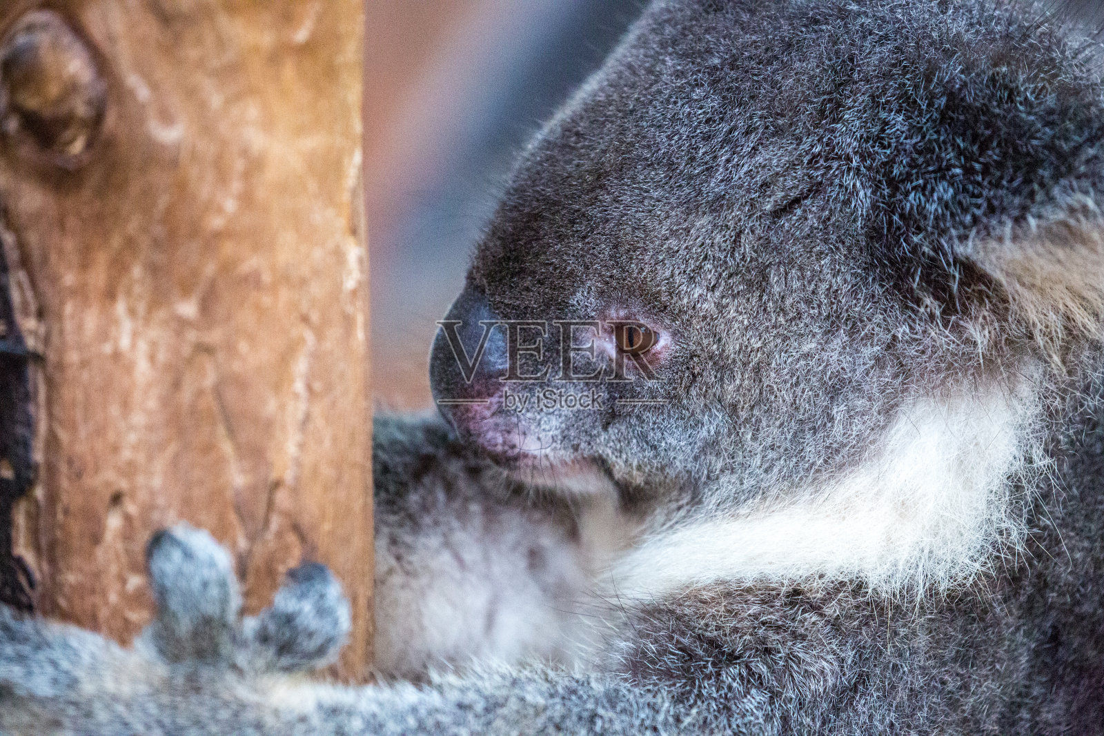 澳大利亚:考拉熊照片摄影图片