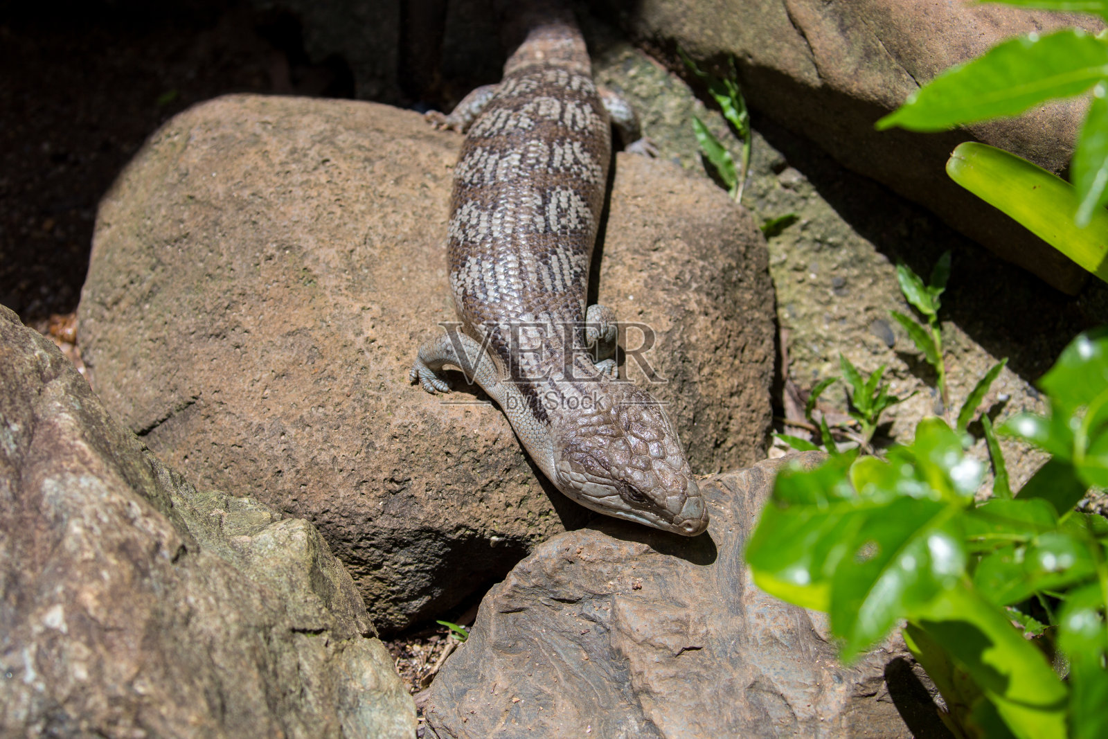 澳大利亚:东部蓝舌蜥蜴照片摄影图片