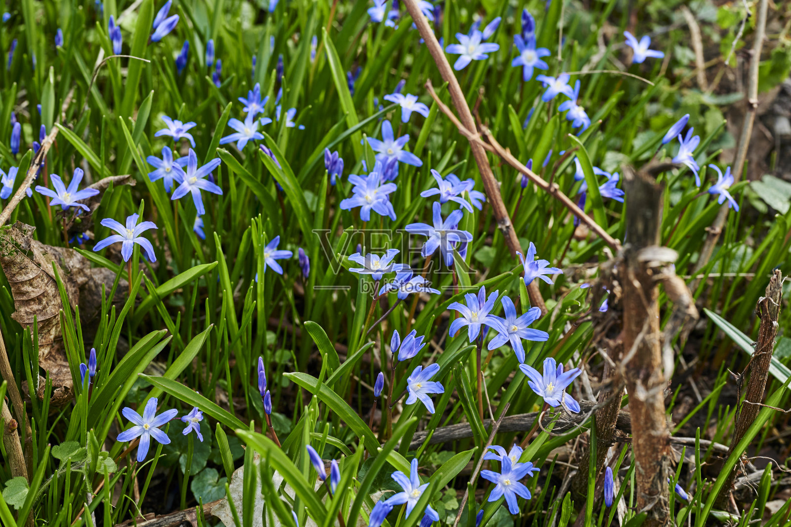 许多squill (Scilla siberica)的特写，在森林空地上开花。照片摄影图片