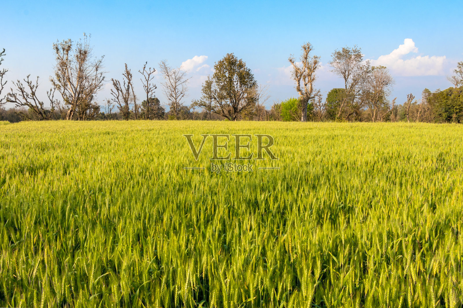 绿色的麦田，美丽的绿色麦田背景照片摄影图片