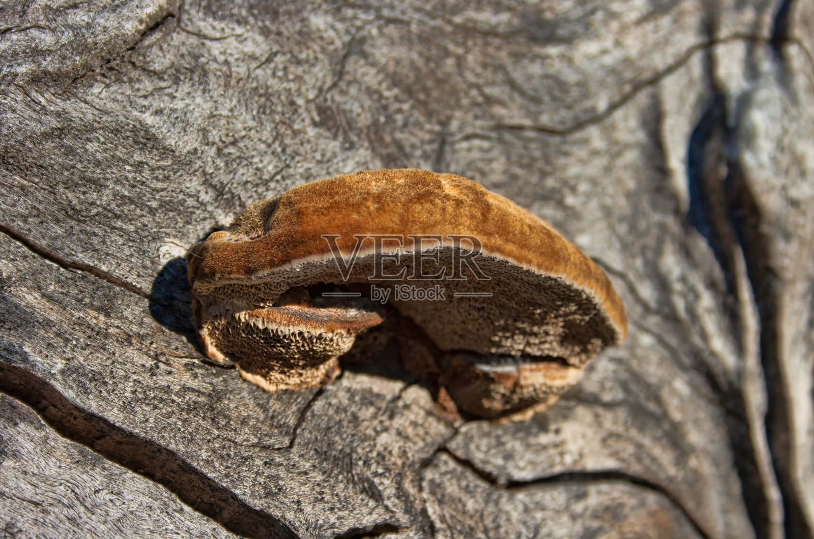 森林里的野生蘑菇和蘑菇照片摄影图片