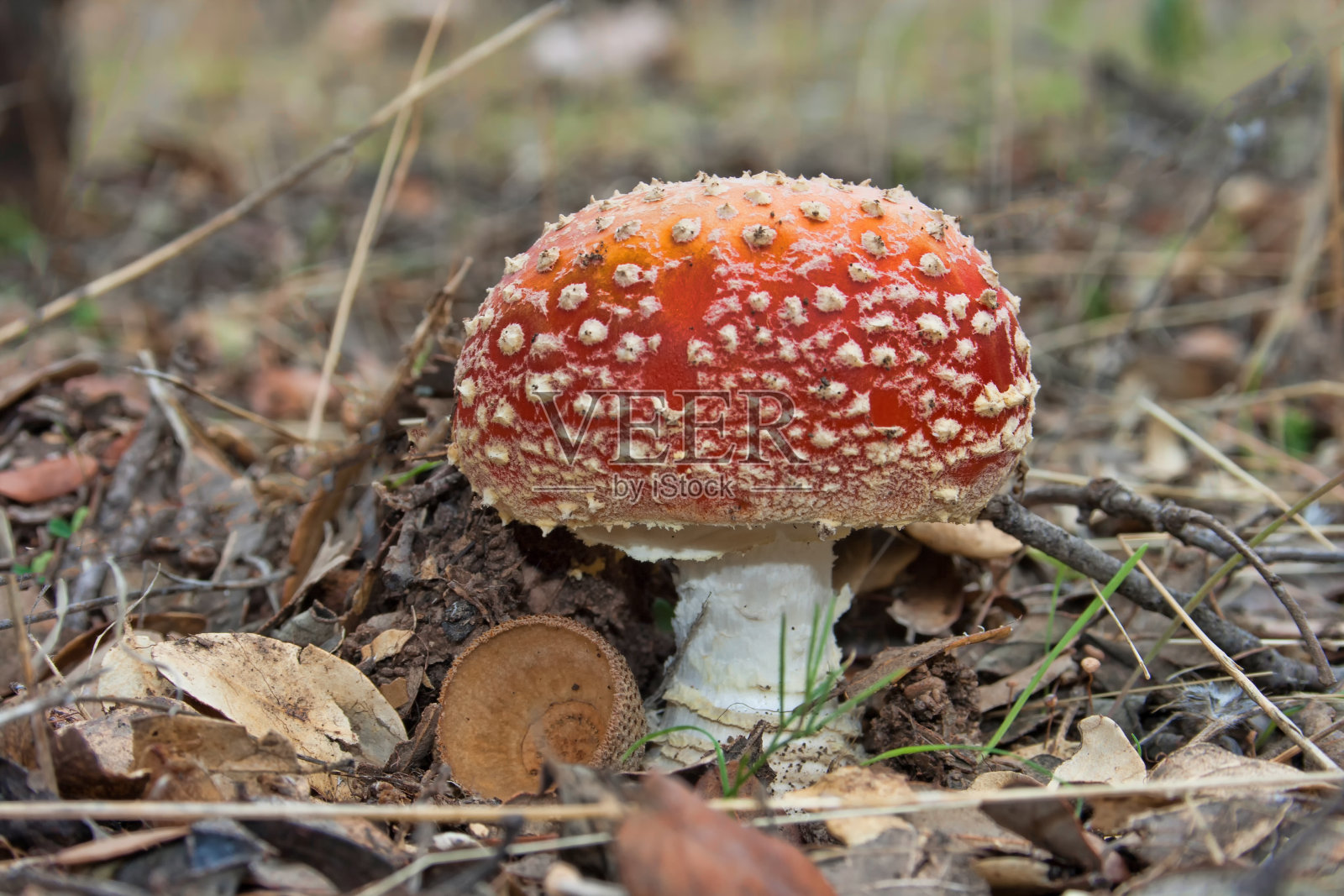 森林里的野生蘑菇和蘑菇照片摄影图片