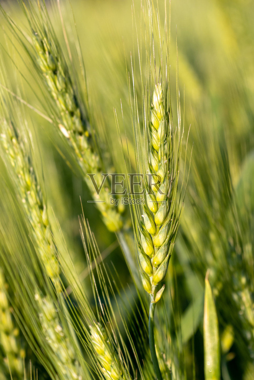 春夏季田野里年轻的绿色小麦的穗子，特写照片摄影图片