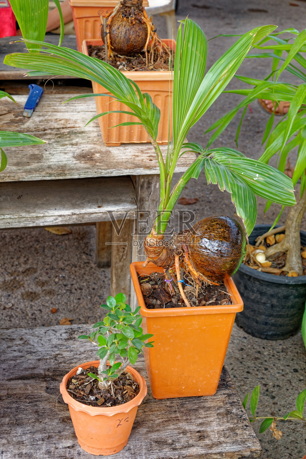 年轻的椰子种植照片摄影图片