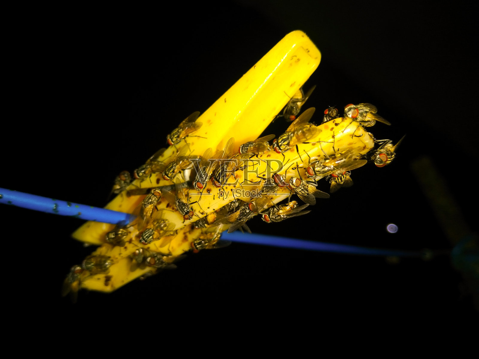 一张黑色背景的蜜蜂图片照片摄影图片