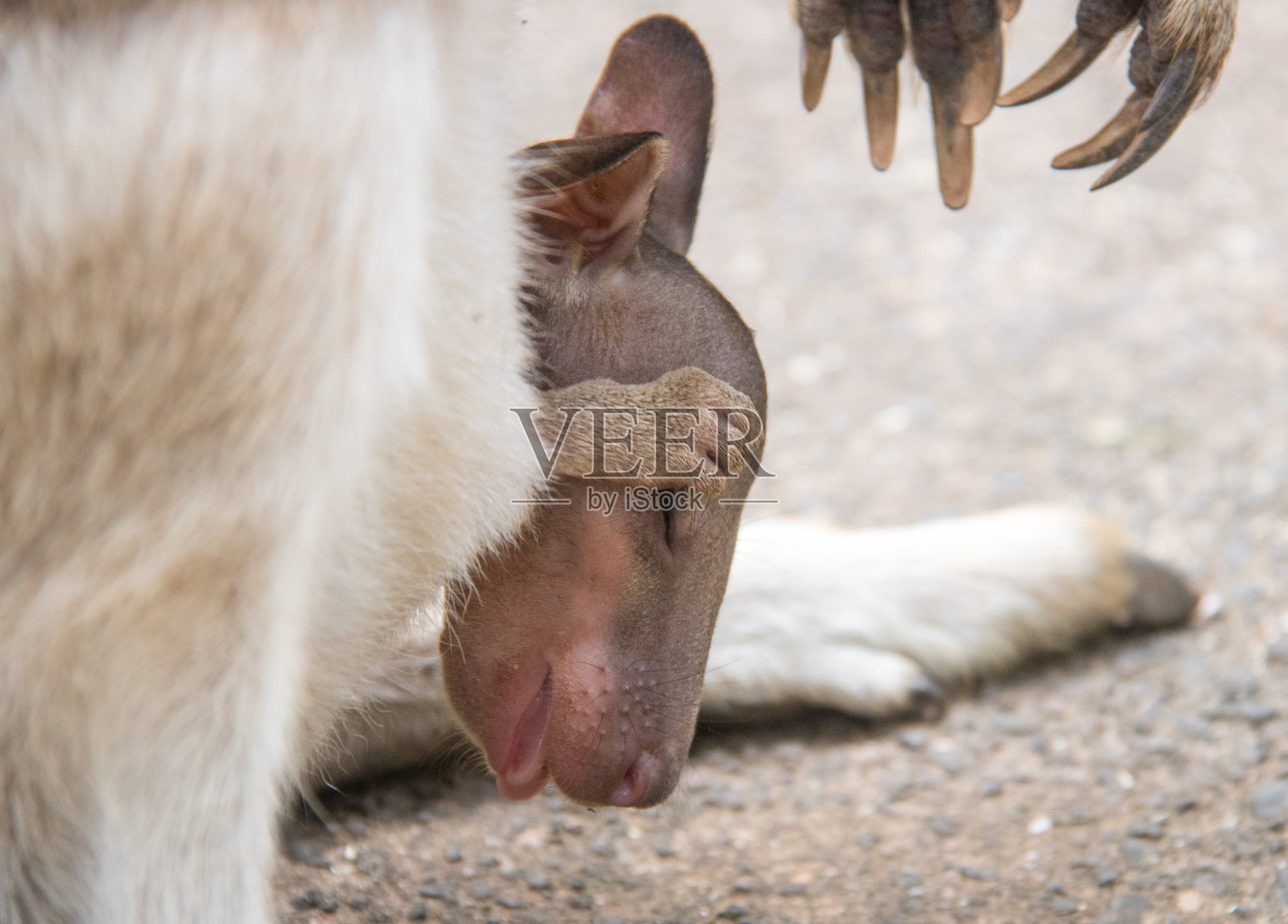澳大利亚:小袋鼠照片摄影图片