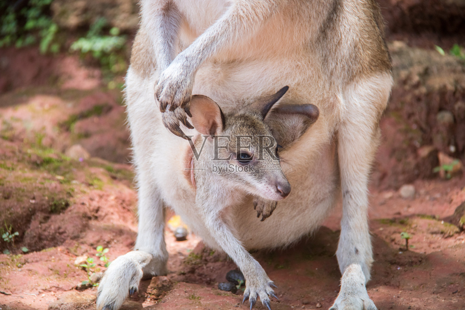 澳大利亚:小袋鼠照片摄影图片