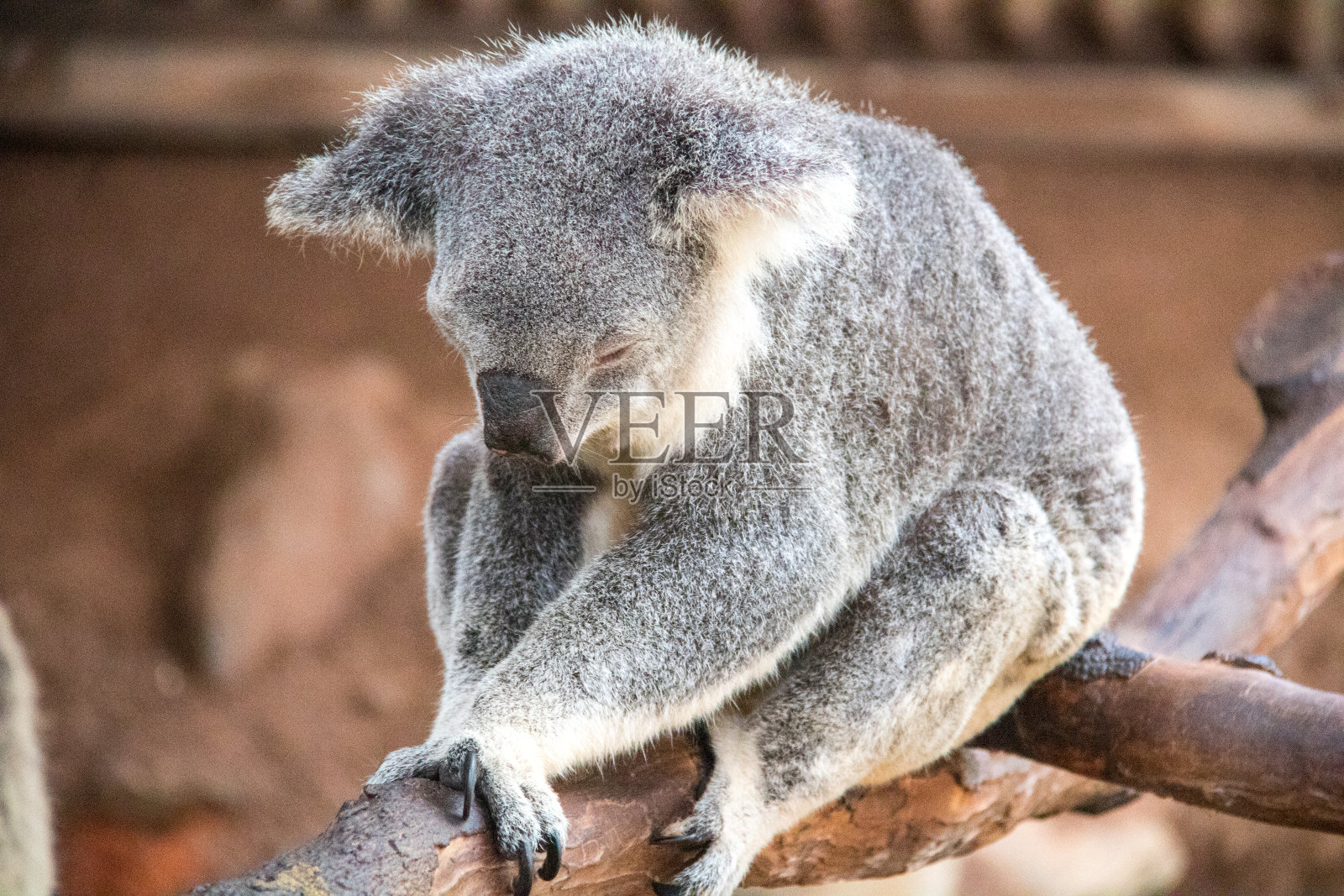 澳大利亚:考拉熊照片摄影图片