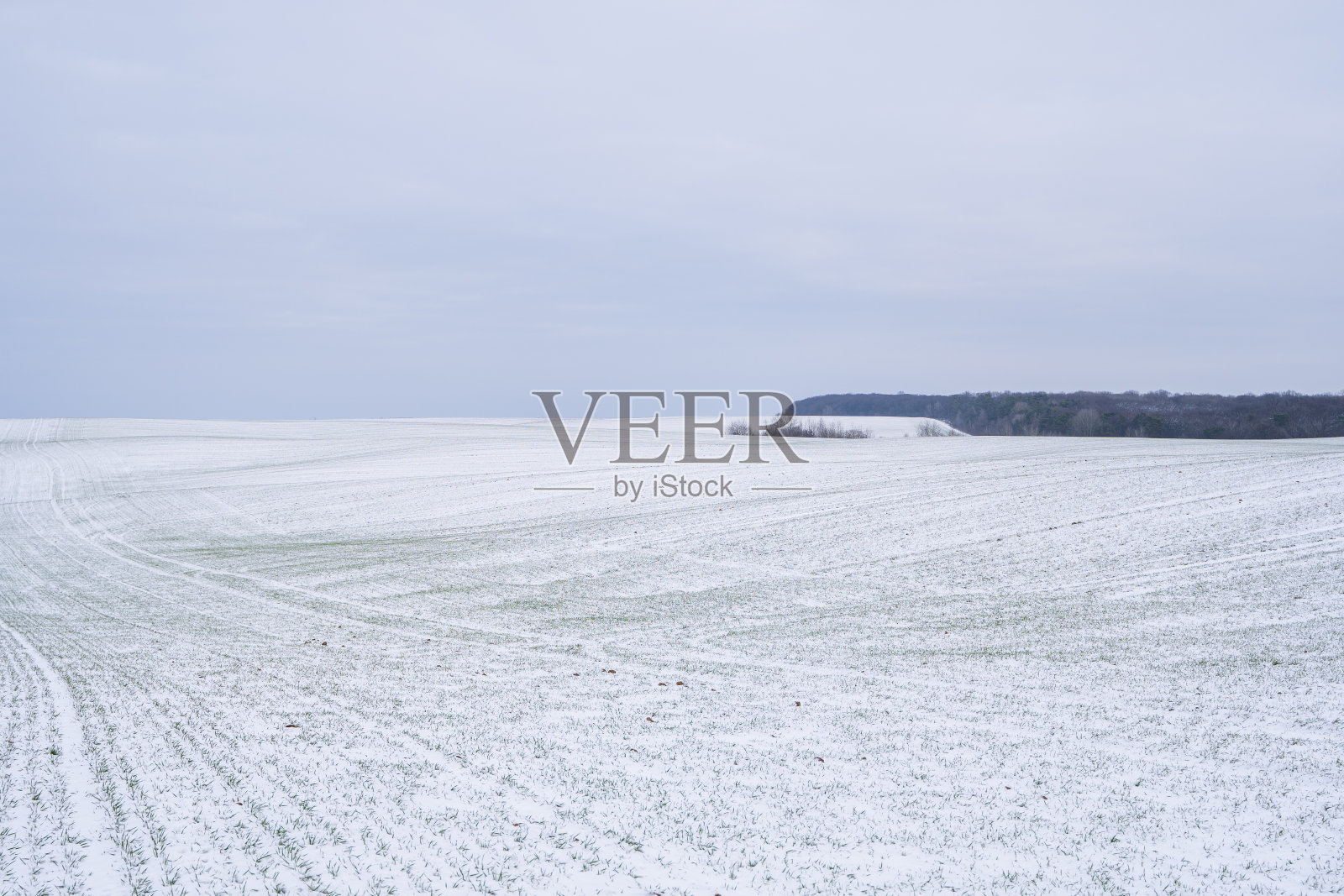 冬天麦田被雪覆盖着。冬小麦。绿草茵茵，草地下雪。在寒冷中收获。种植谷物做面包。一种作物栽培的农业过程。照片摄影图片