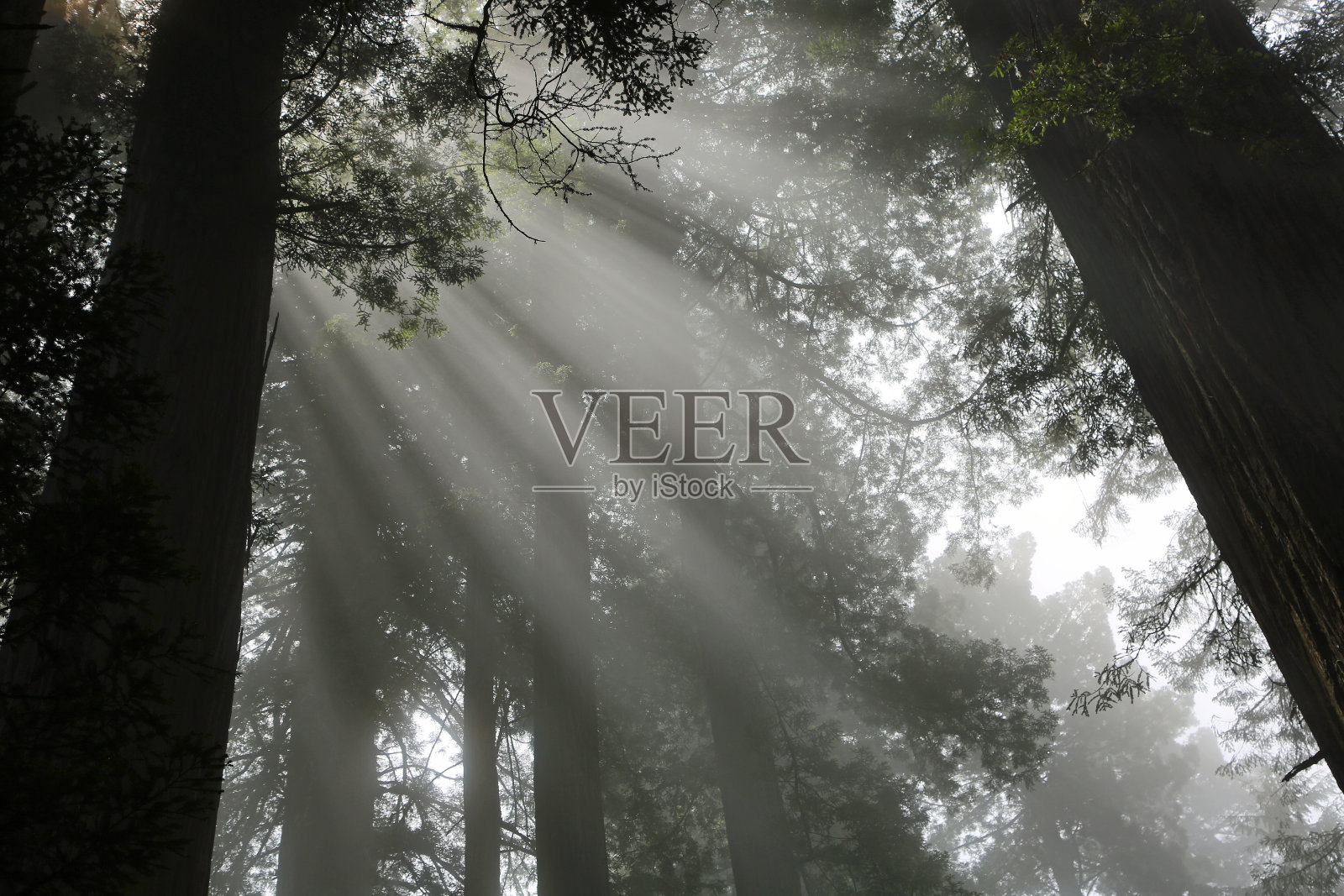 阳光和树木照片摄影图片