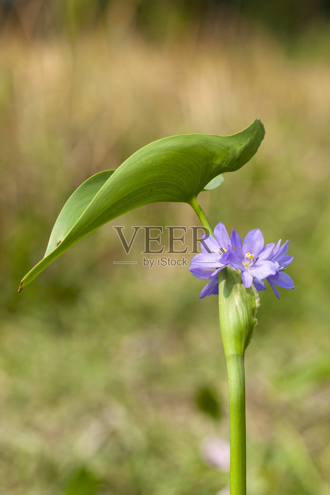草、花、百合科照片摄影图片