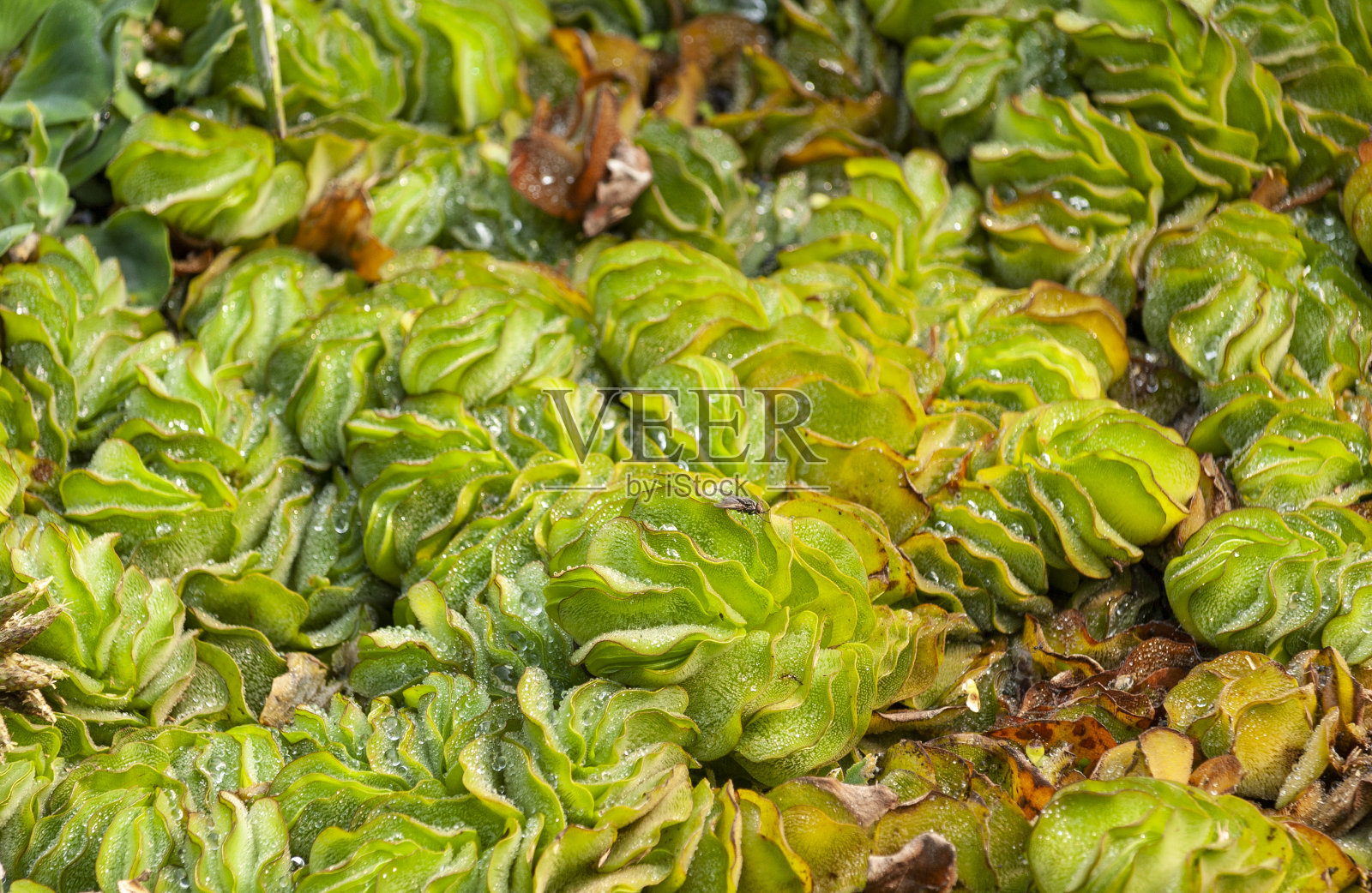 水白菜或水莴苣或尼罗河白菜或贝壳花照片摄影图片