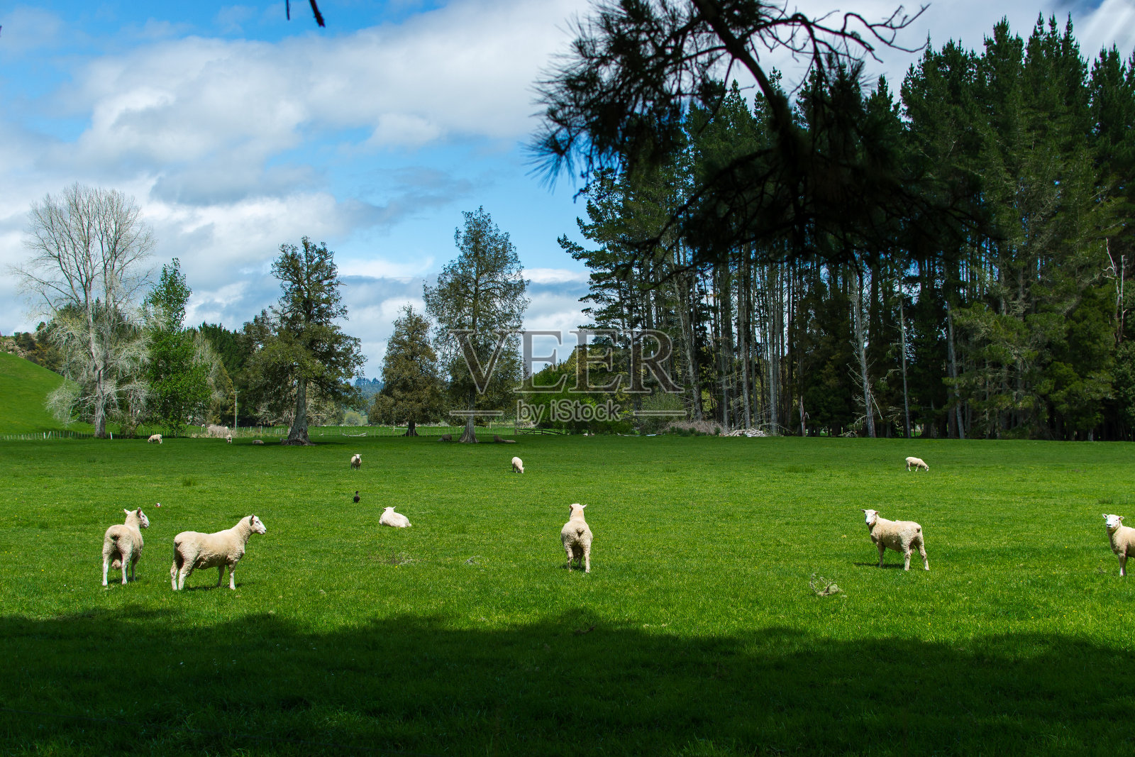 田野里的一群羊照片摄影图片