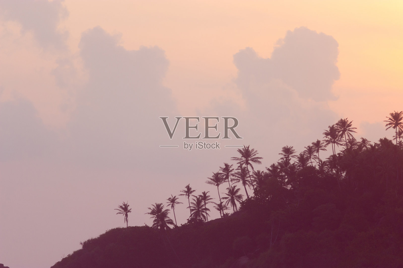 棕榈树上的日落照片摄影图片