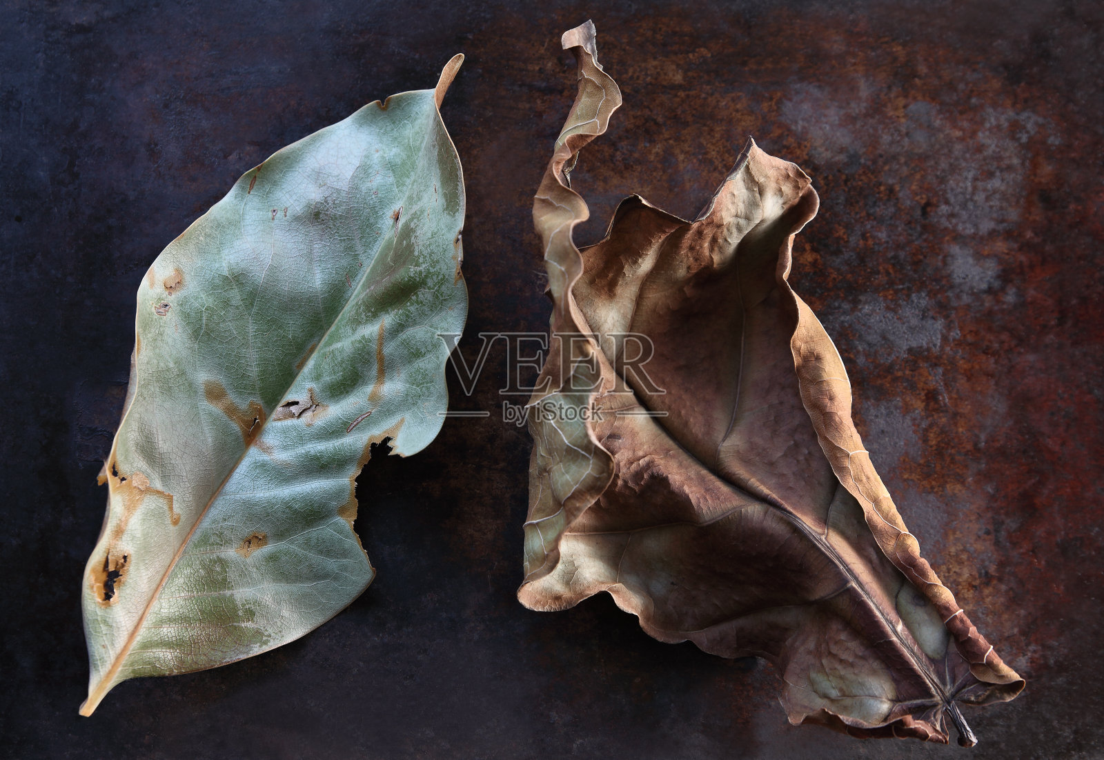 绿色和棕色的落叶落在旧金属表面照片摄影图片