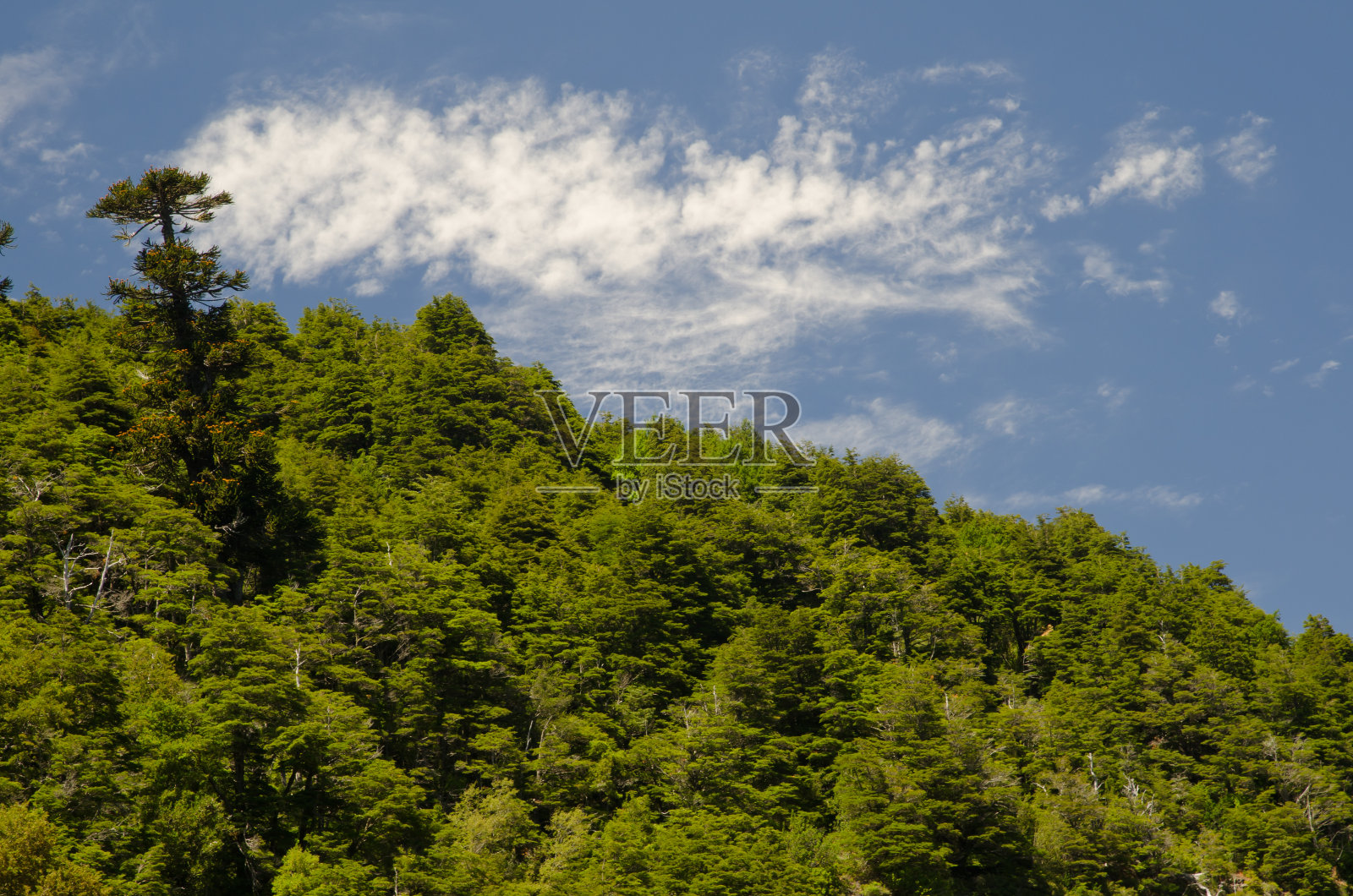 孔吉里奥国家公园的森林和云彩。照片摄影图片