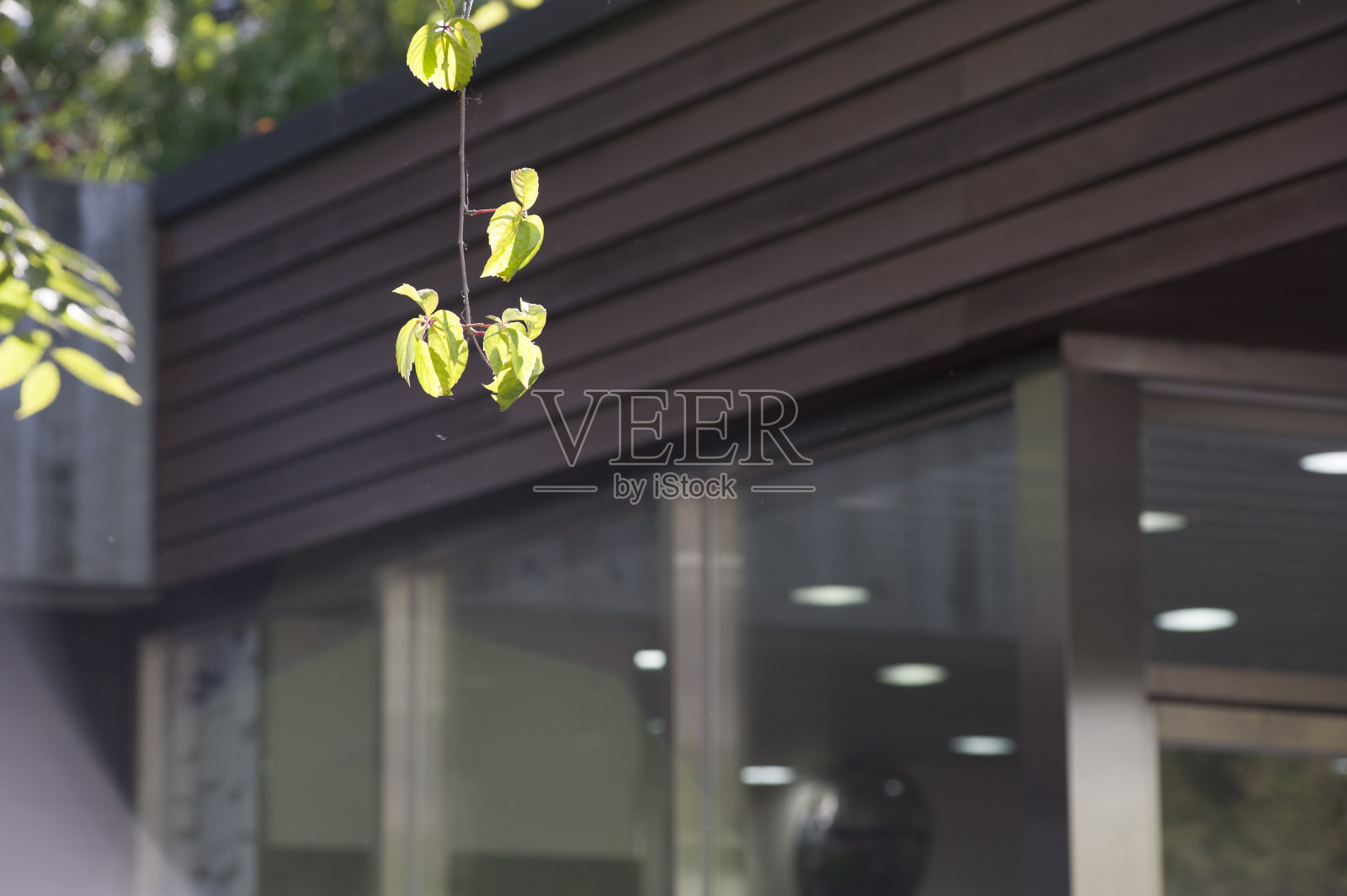 绿色的树枝照片摄影图片