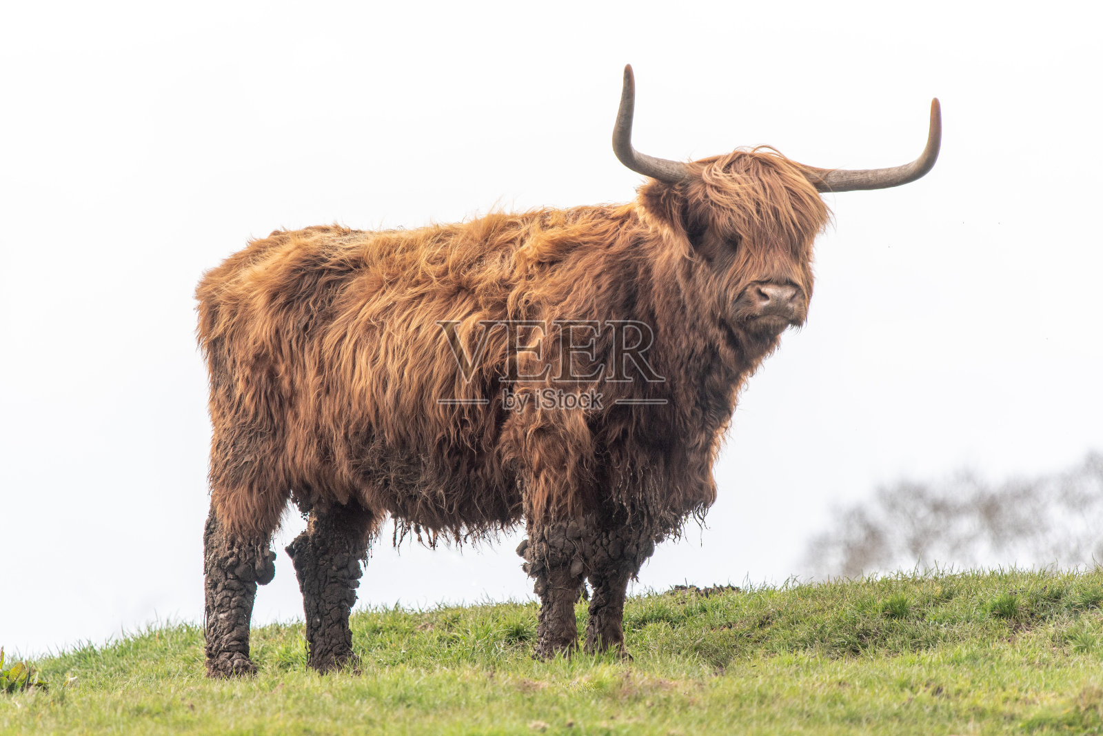 田野里的一头高地奶牛照片摄影图片