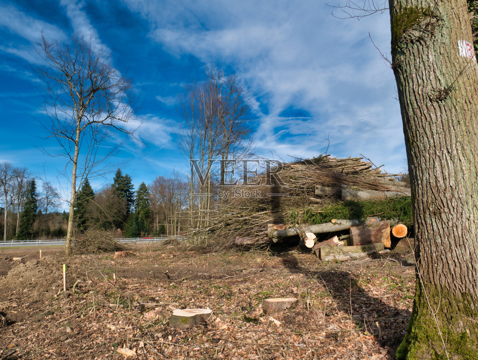 高速公路旁的林地。照片摄影图片