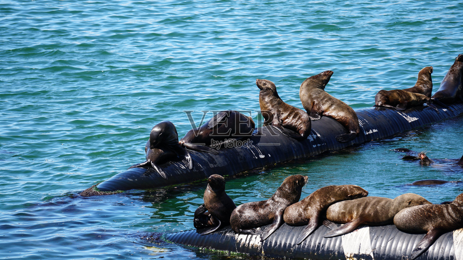 野生海豹躺在阳光下的南非海港橡胶管照片摄影图片