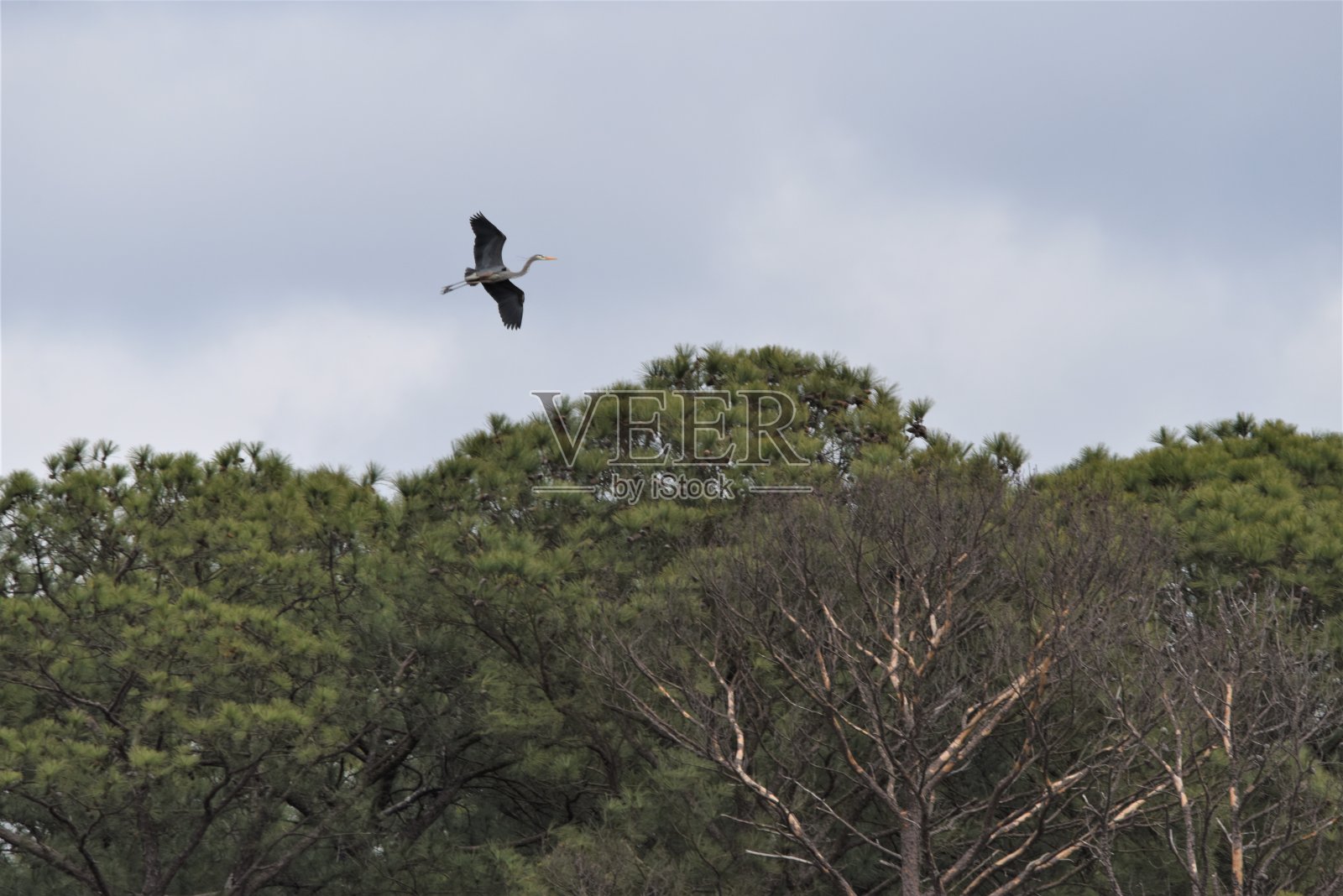 飞翔的大蓝鹭照片摄影图片