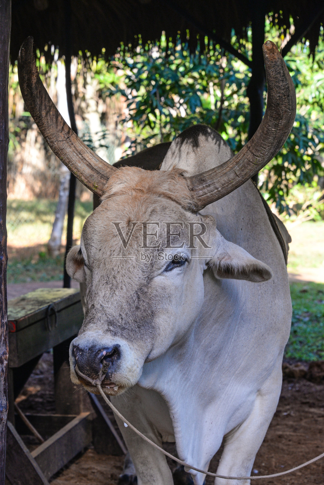 古巴动物园里的水牛照片摄影图片