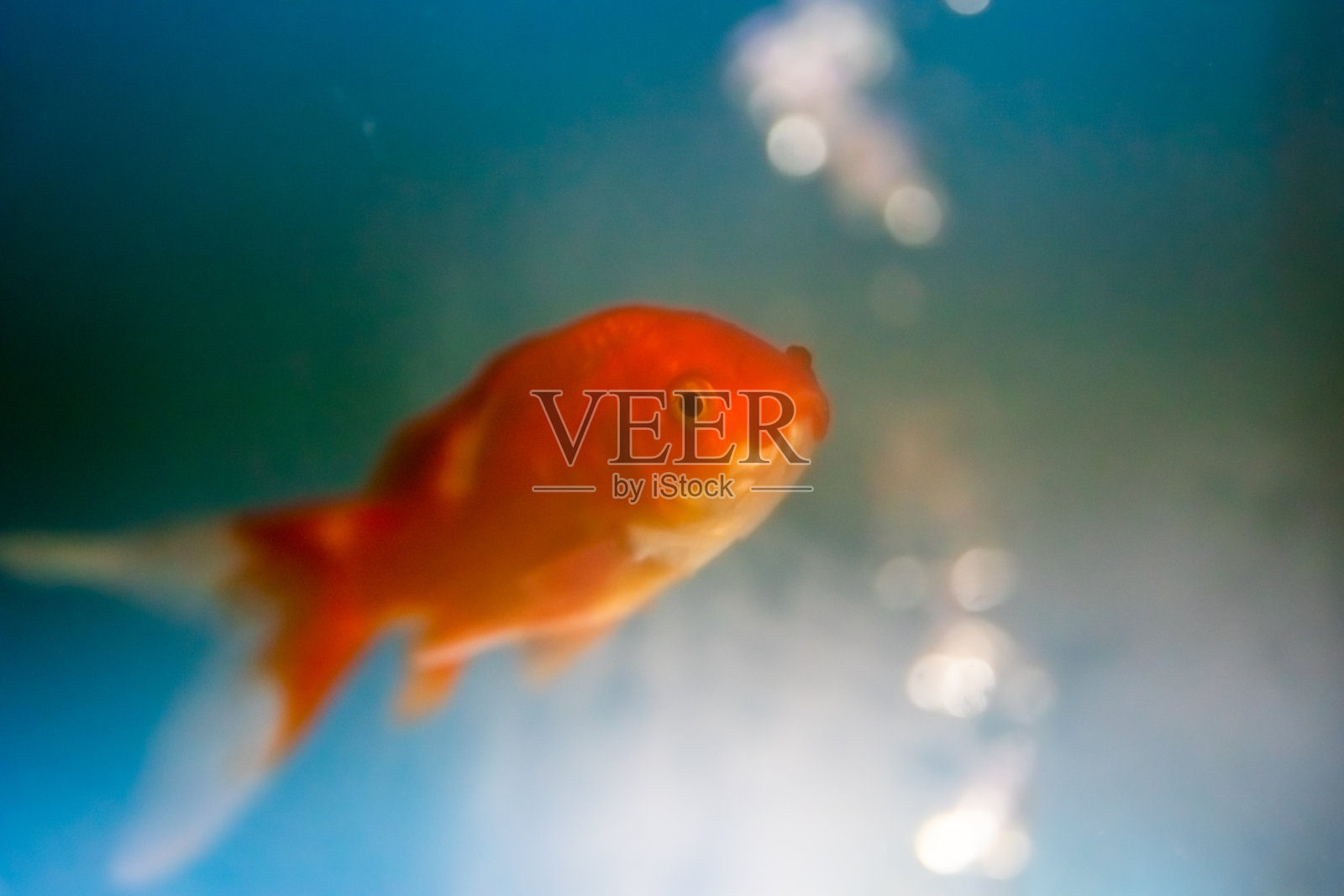 金鱼，水族箱照片摄影图片