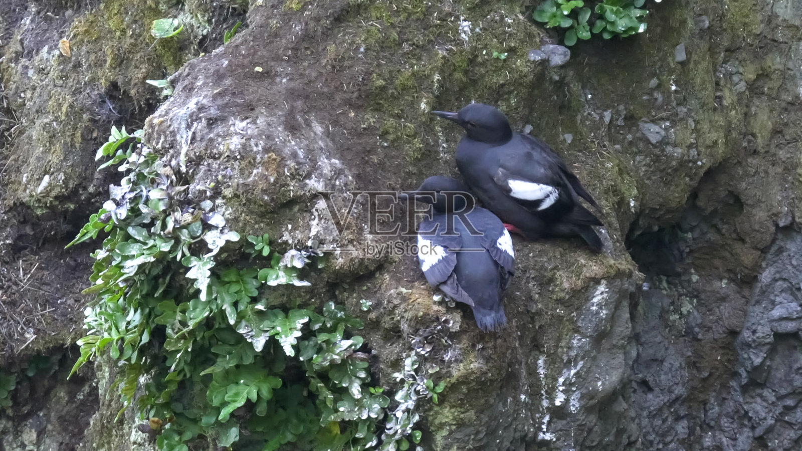 鸽子对筑巢在一个悬崖在奥林匹克np照片摄影图片