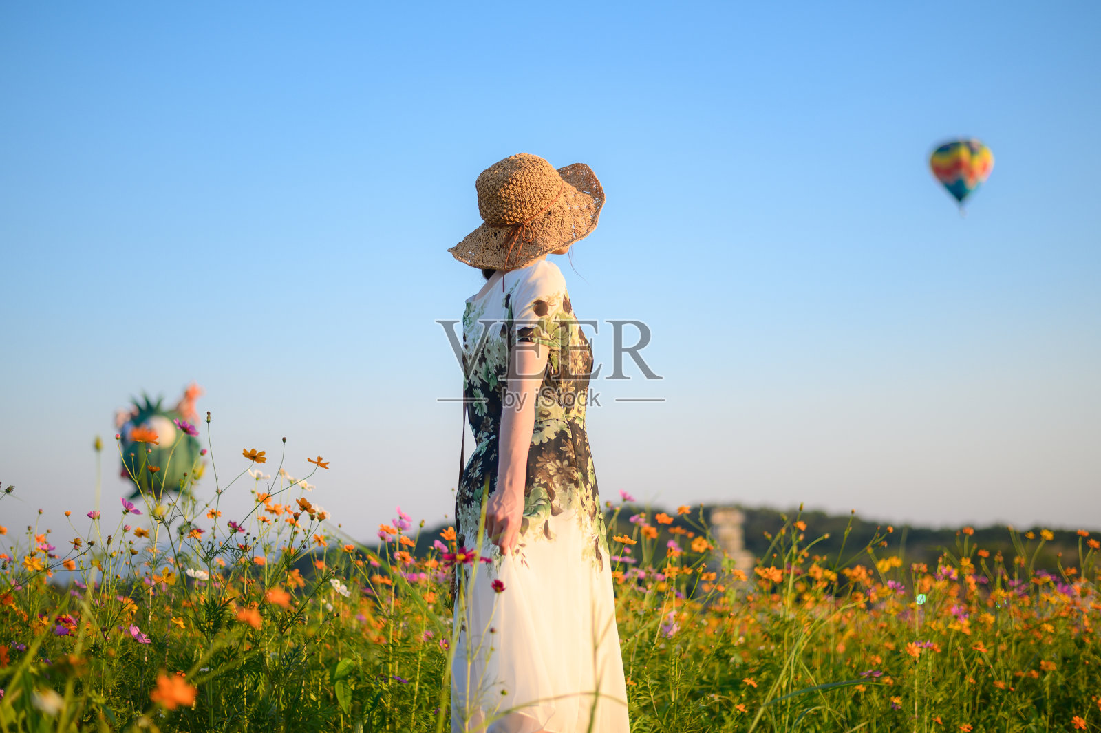 年轻女游客在泰国清莱省的宇宙花田中观赏热气球节的背影照片摄影图片