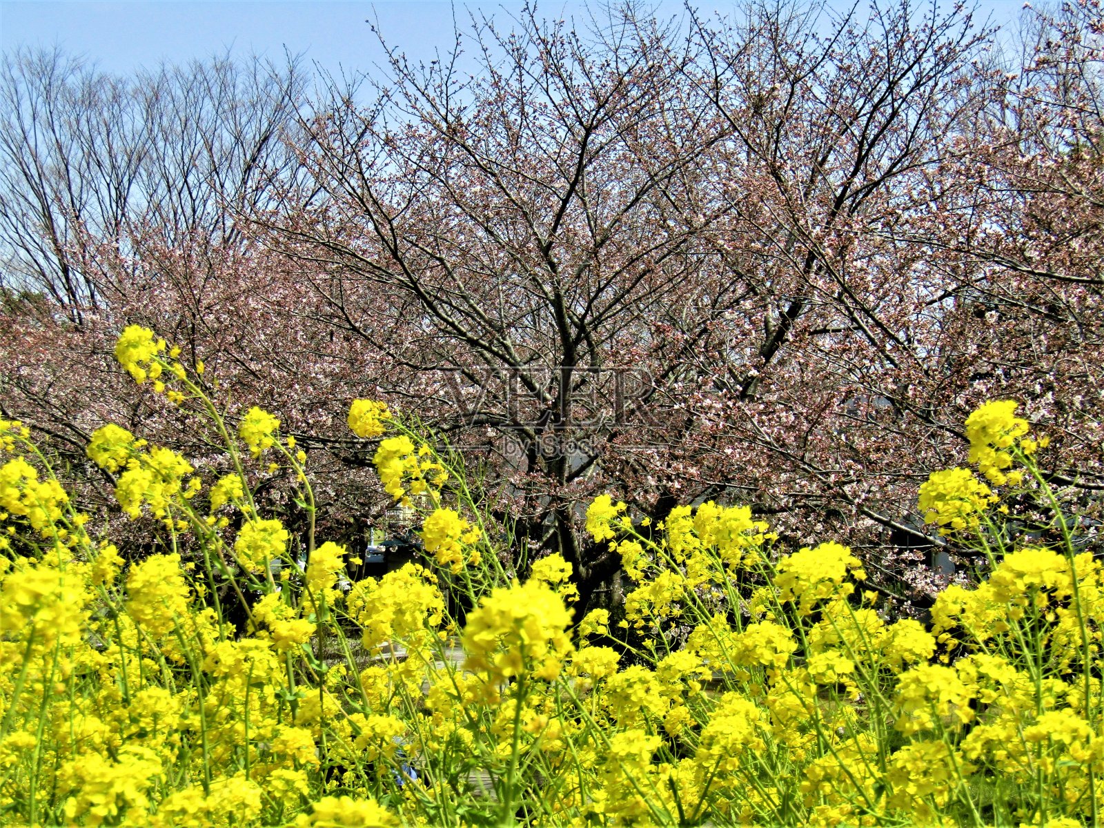 日本。3月。油菜田和公园里的樱花开始绽放。照片摄影图片