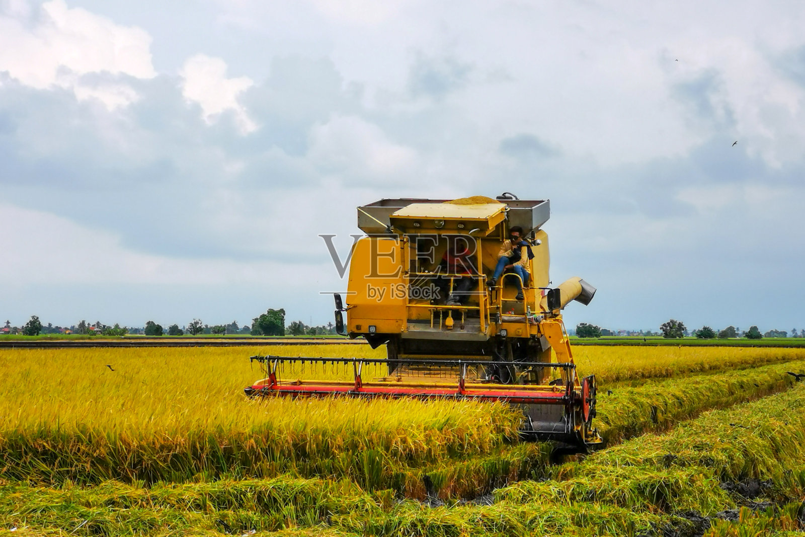 农业:马来西亚的稻田照片摄影图片